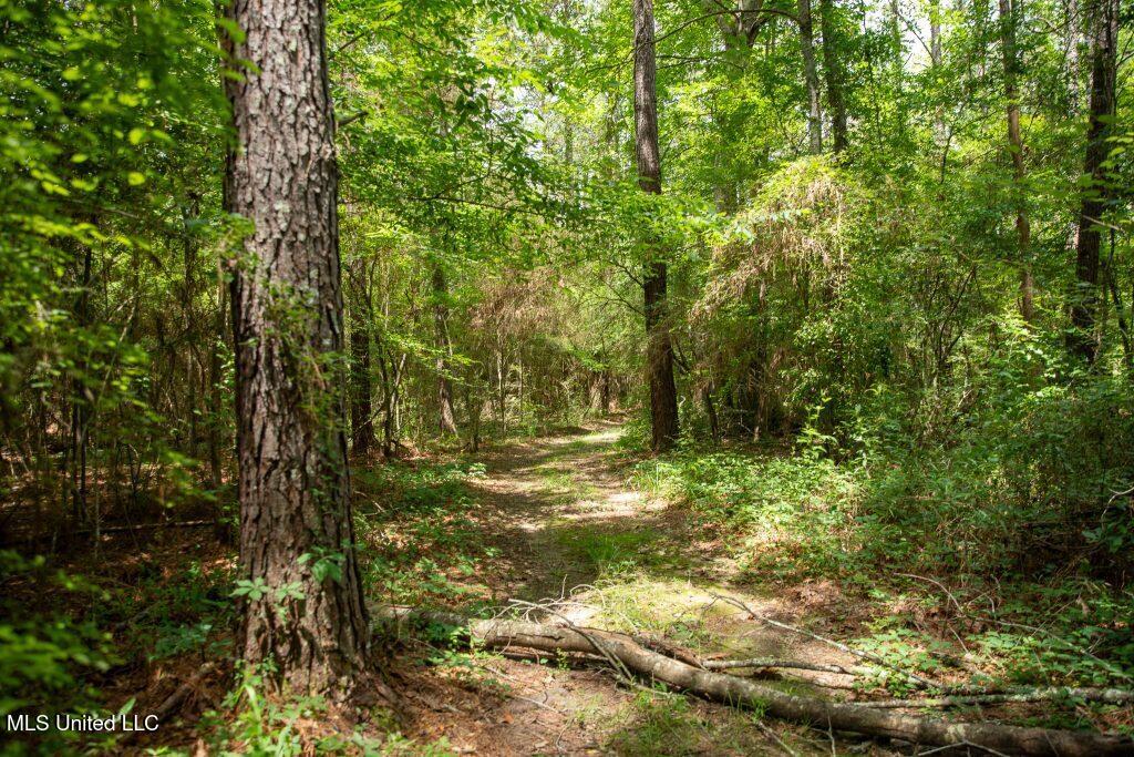 Ashley Road, Puckett, Mississippi image 4