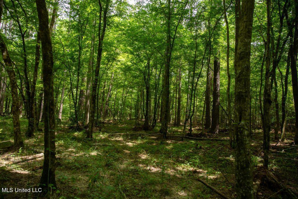 Ashley Road, Puckett, Mississippi image 18