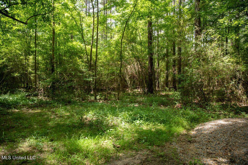 Ashley Road, Puckett, Mississippi image 3