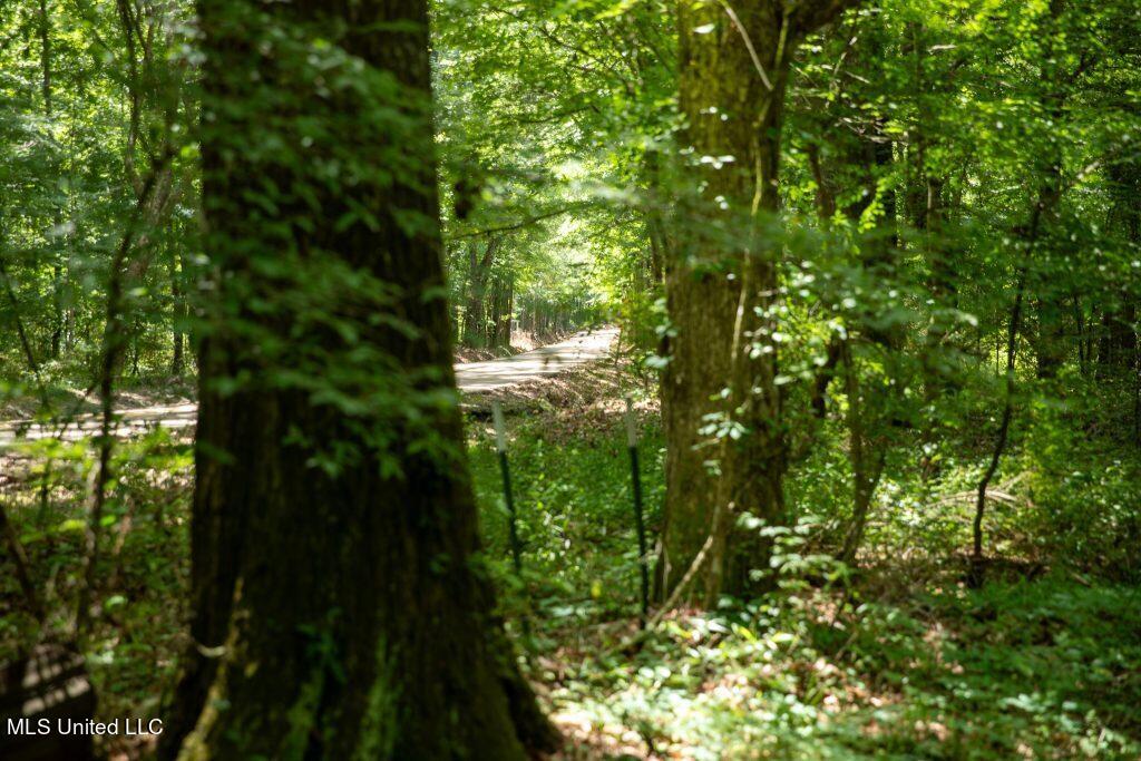 Ashley Road, Puckett, Mississippi image 2