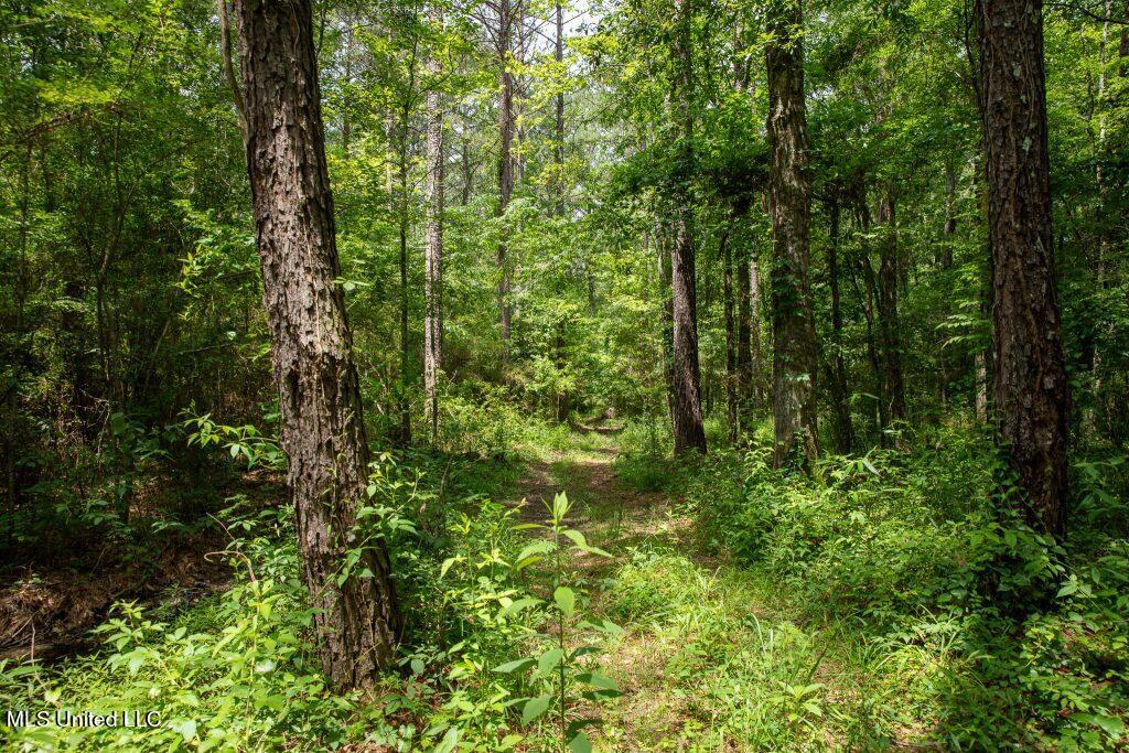 Ashley Road, Puckett, Mississippi image 6