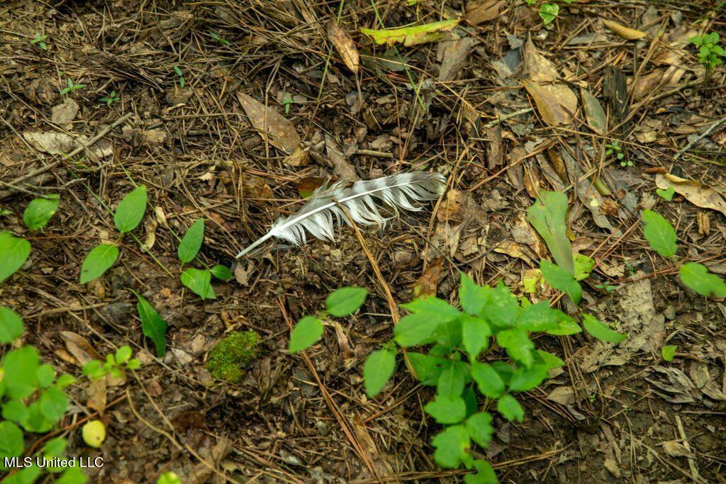 Ashley Road, Puckett, Mississippi image 9