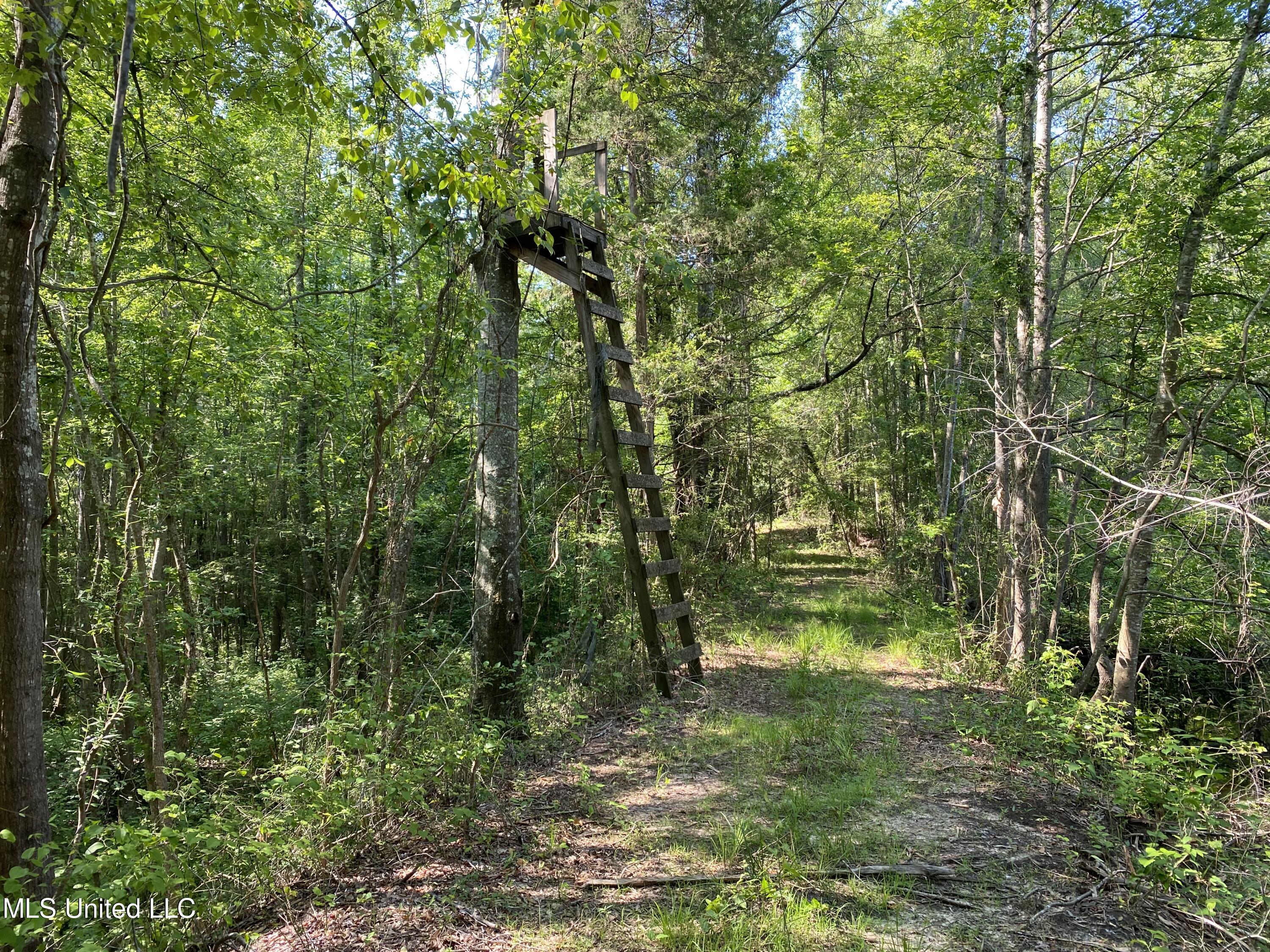 Davidson Road, Walnut Grove, Mississippi image 3