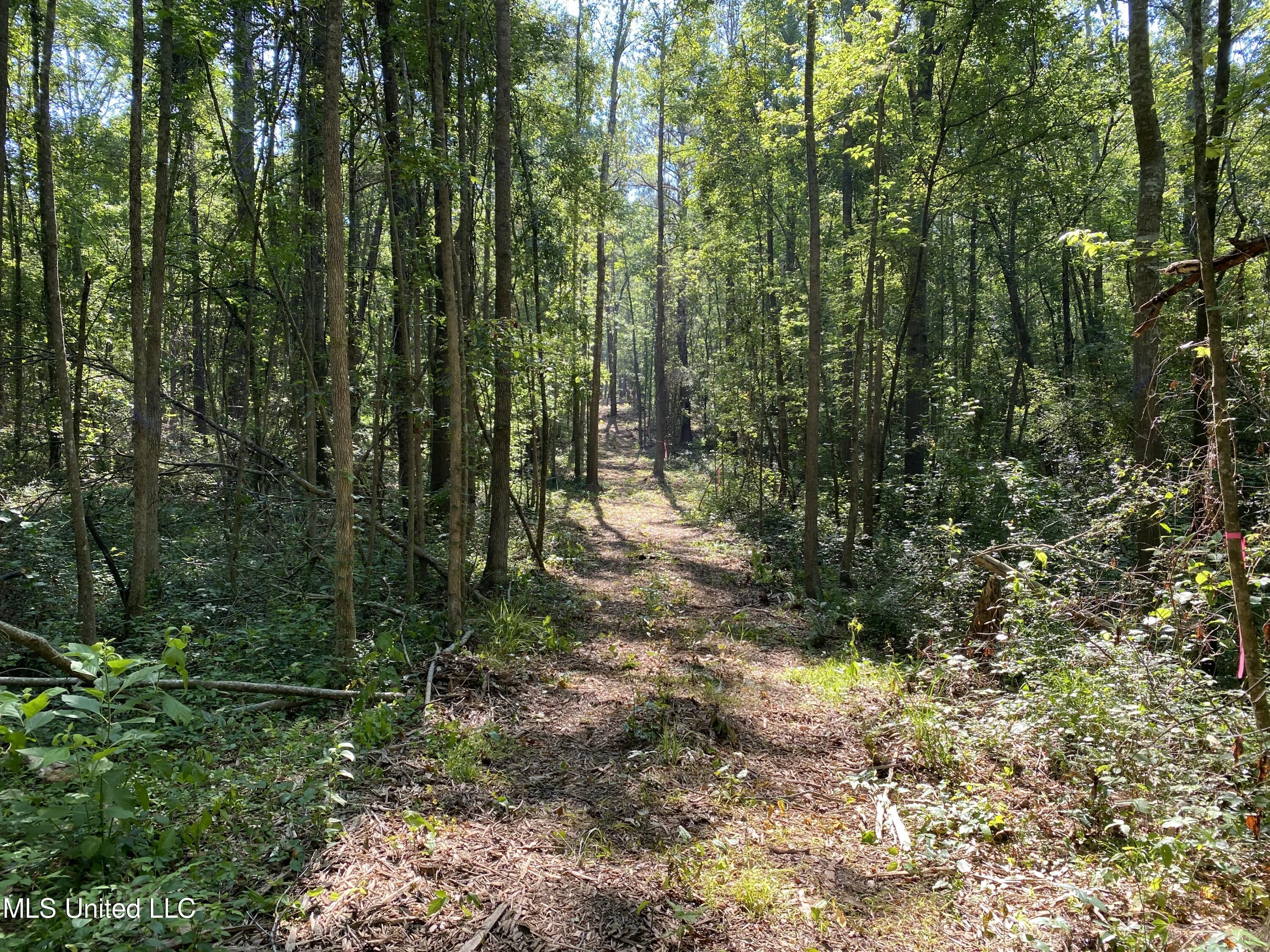 Davidson Road, Walnut Grove, Mississippi image 11