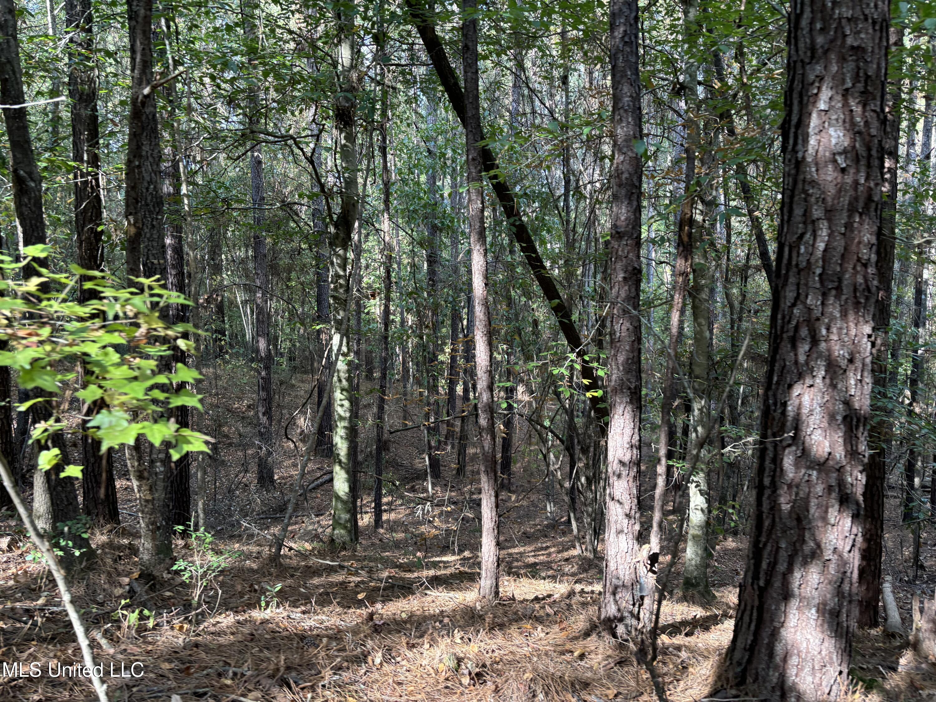 Shillings Hill Road, Roxie, Mississippi image 4