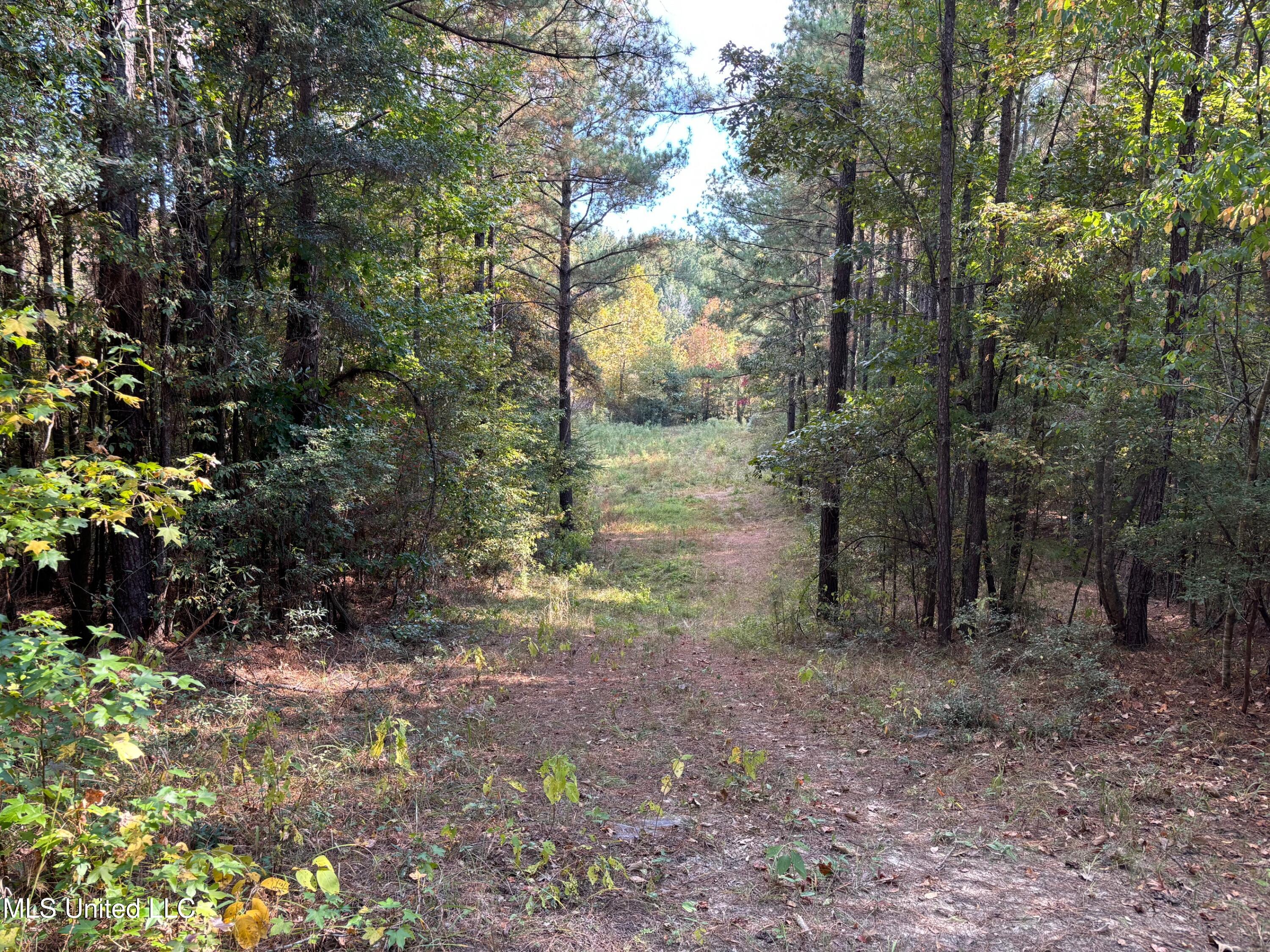 Shillings Hill Road, Roxie, Mississippi image 9