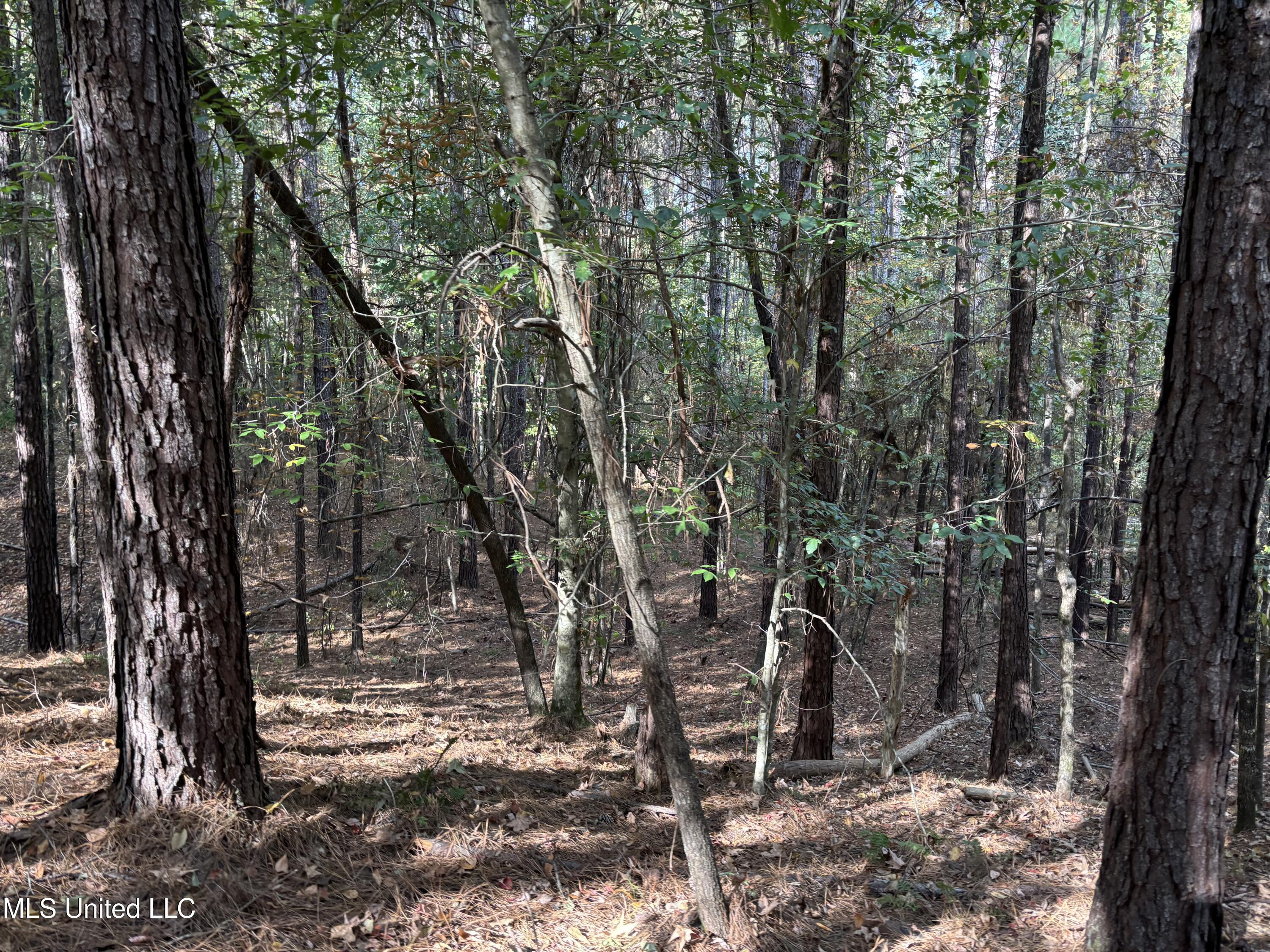 Shillings Hill Road, Roxie, Mississippi image 3