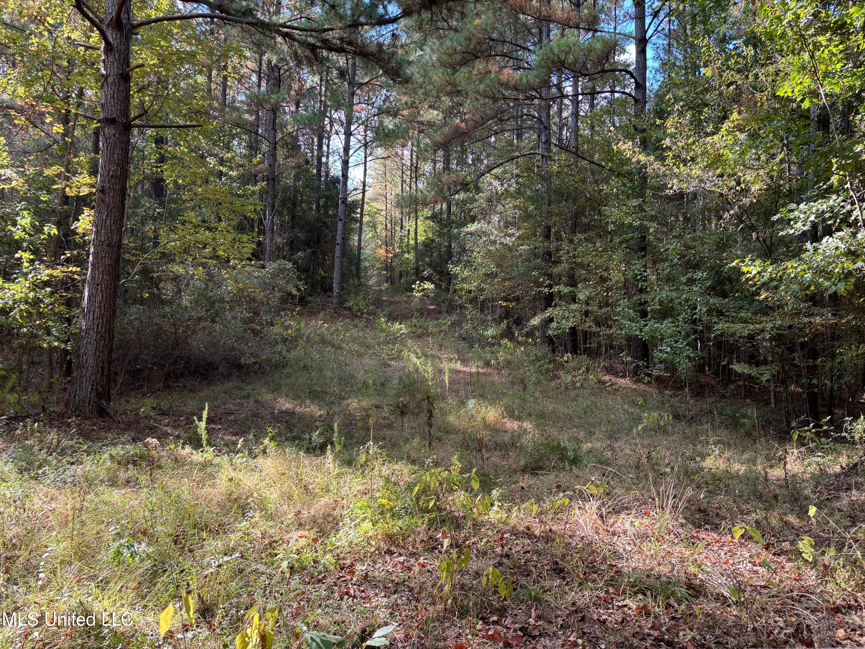 Shillings Hill Road, Roxie, Mississippi image 13