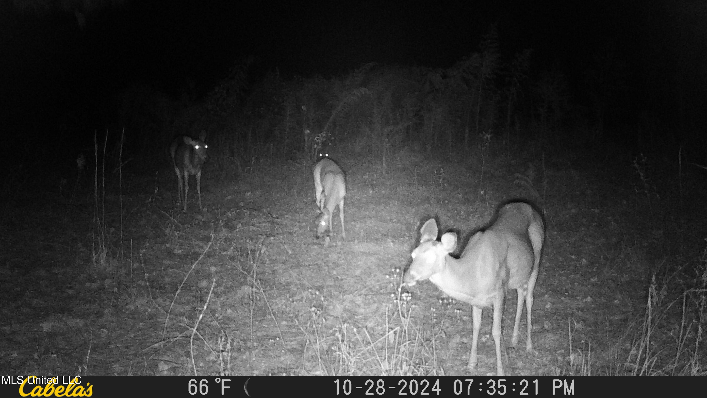 Shillings Hill Road, Roxie, Mississippi image 14