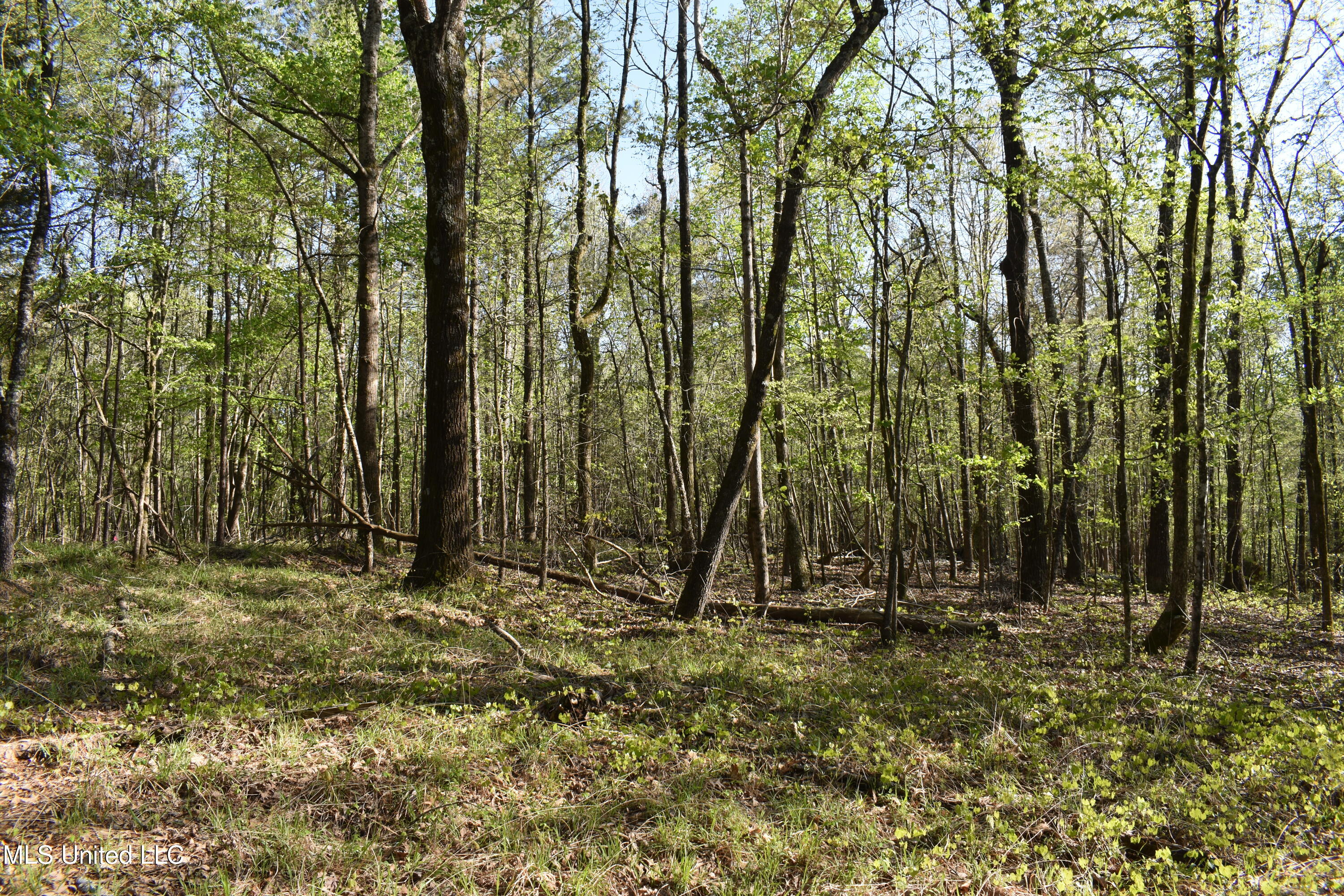 Leonard Lane, Holly Springs, Mississippi image 9