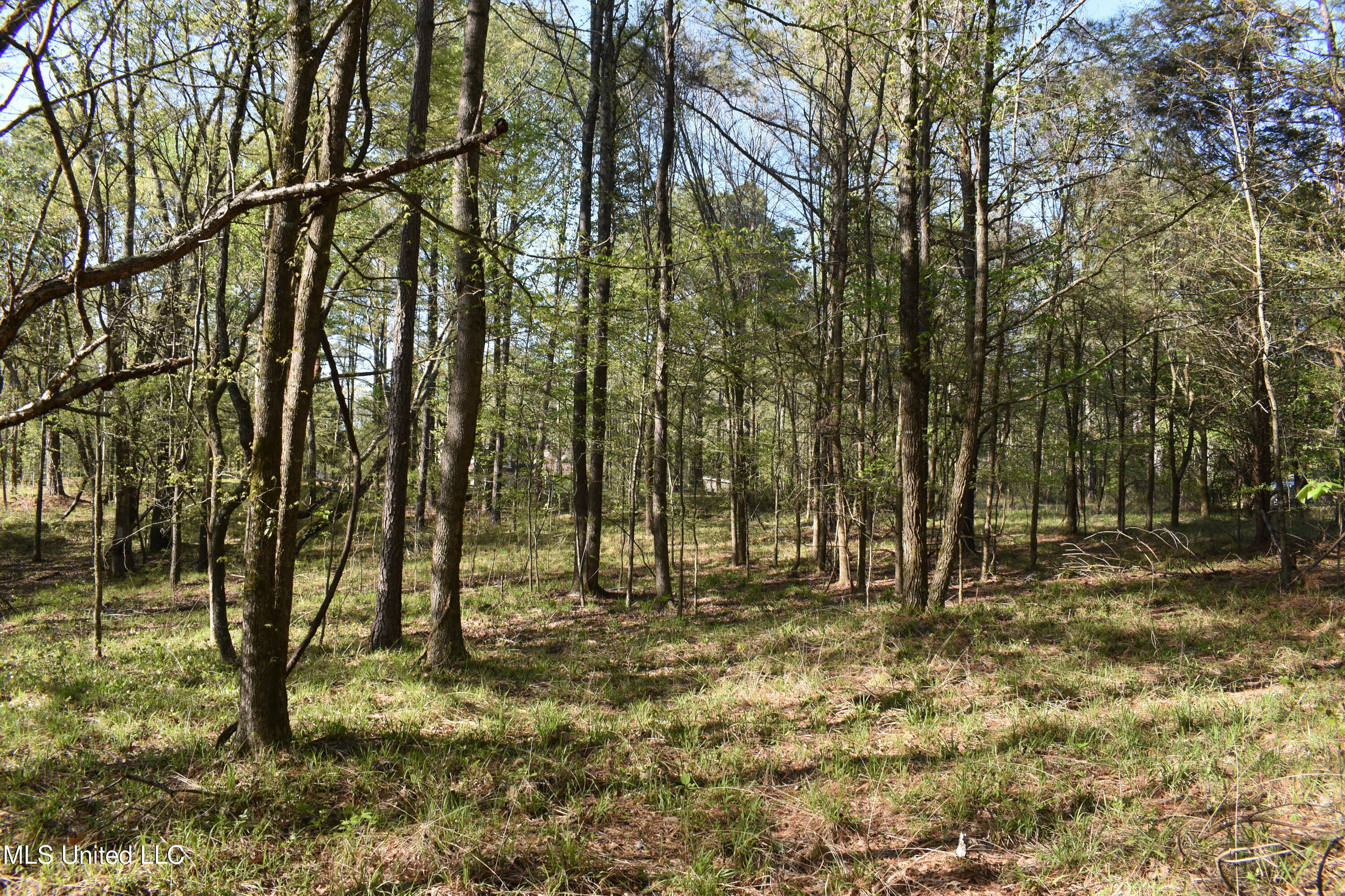 Leonard Lane, Holly Springs, Mississippi image 10