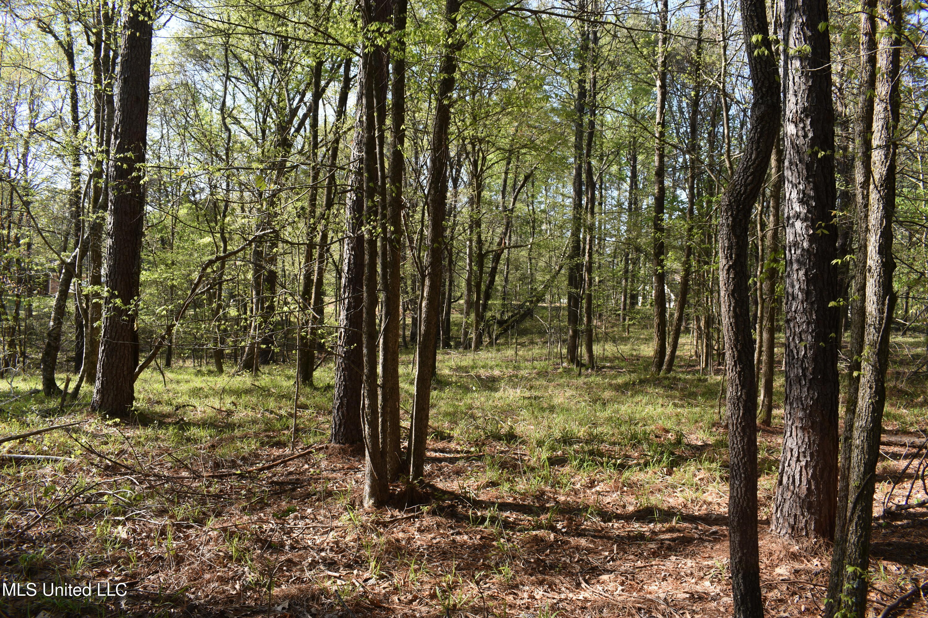 Leonard Lane, Holly Springs, Mississippi image 12