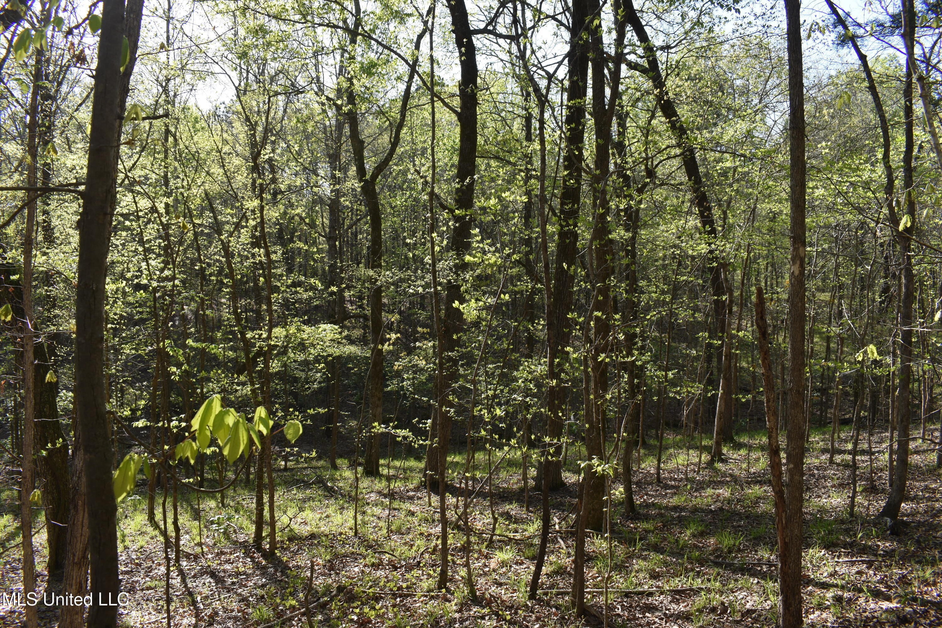 Leonard Lane, Holly Springs, Mississippi image 4