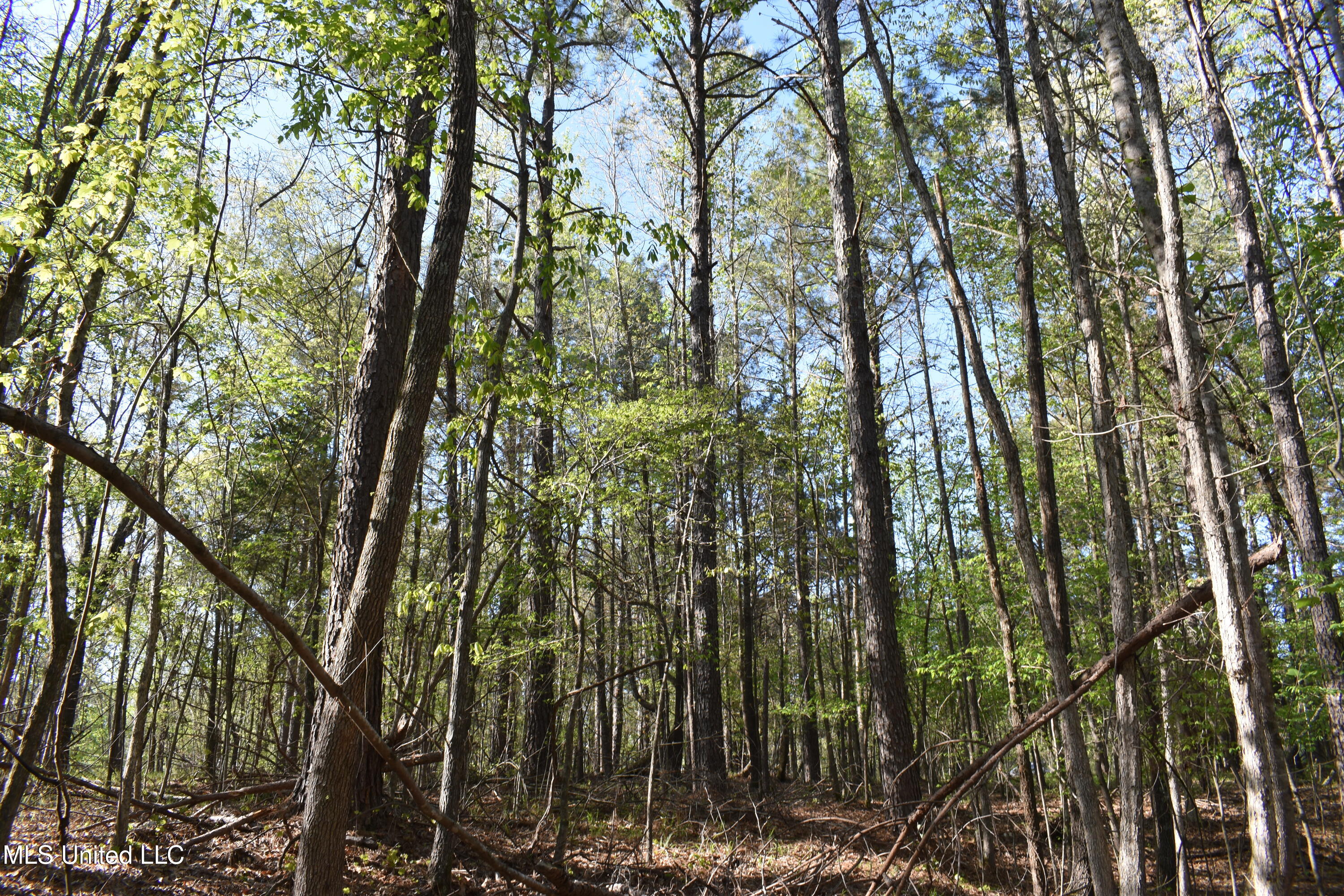 Leonard Lane, Holly Springs, Mississippi image 21