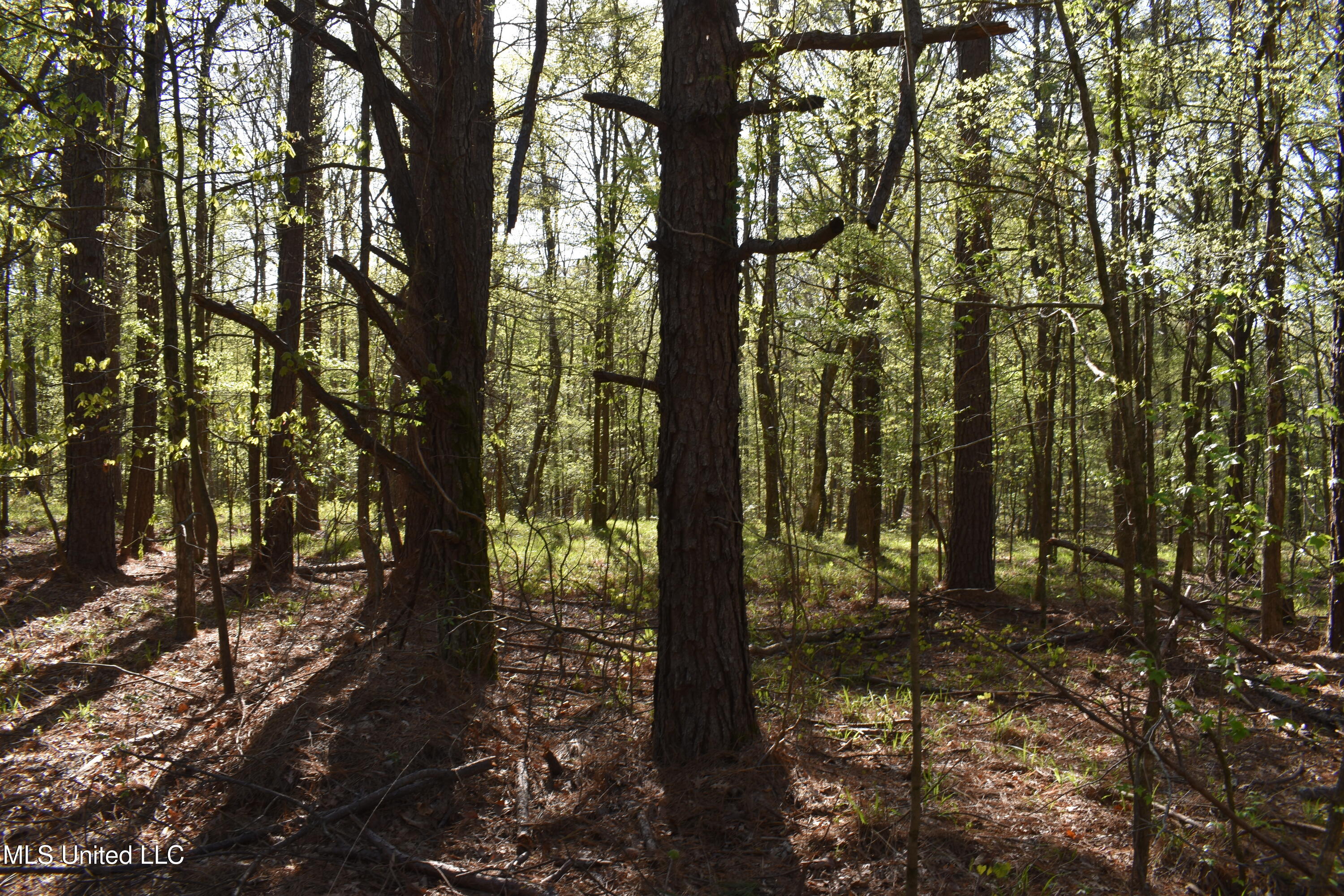 Leonard Lane, Holly Springs, Mississippi image 14