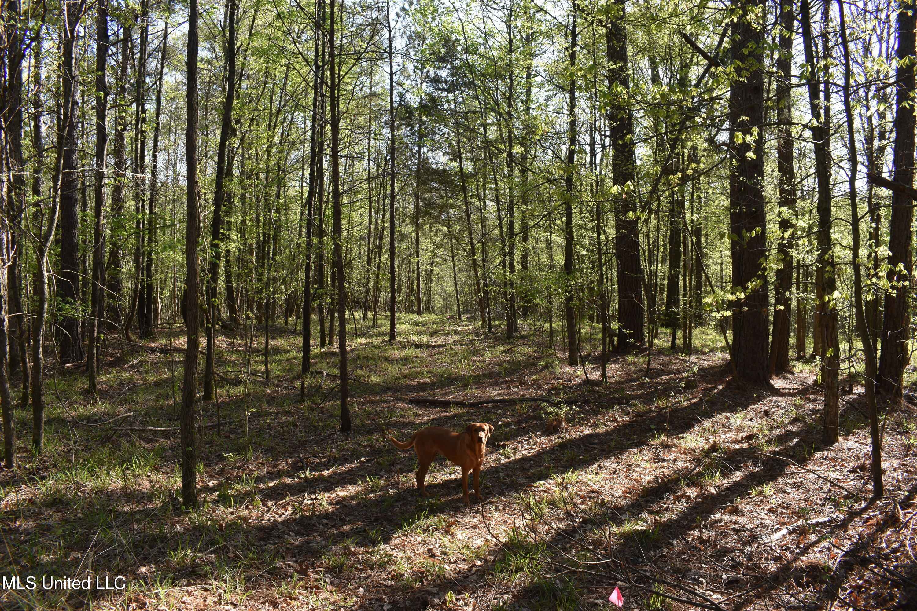 Leonard Lane, Holly Springs, Mississippi image 13