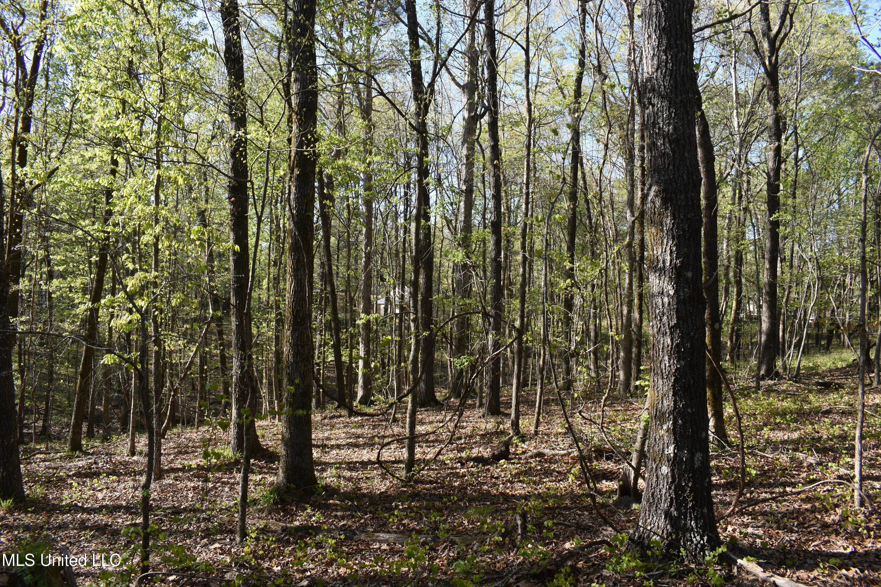 Leonard Lane, Holly Springs, Mississippi image 3