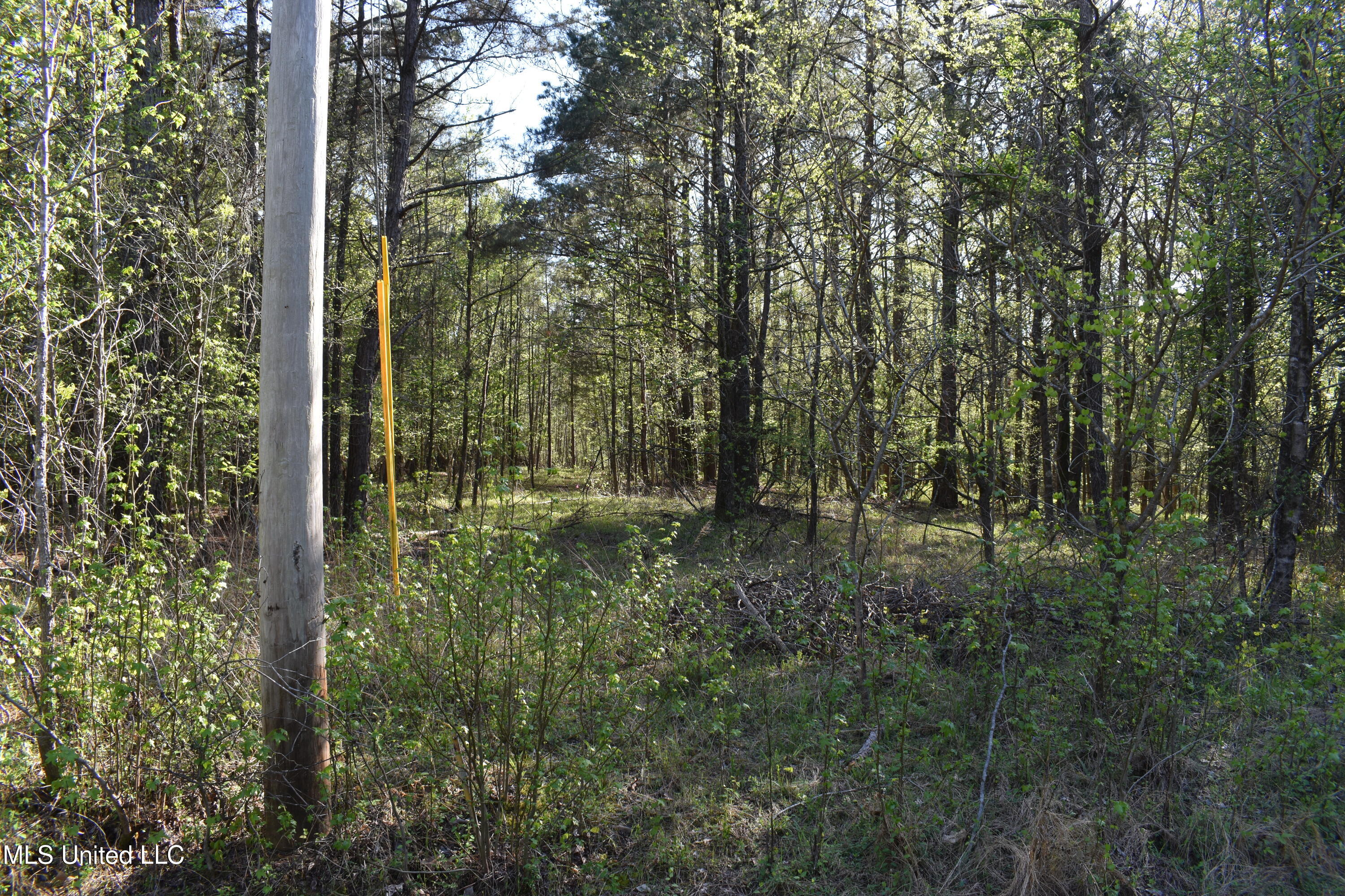 Leonard Lane, Holly Springs, Mississippi image 15