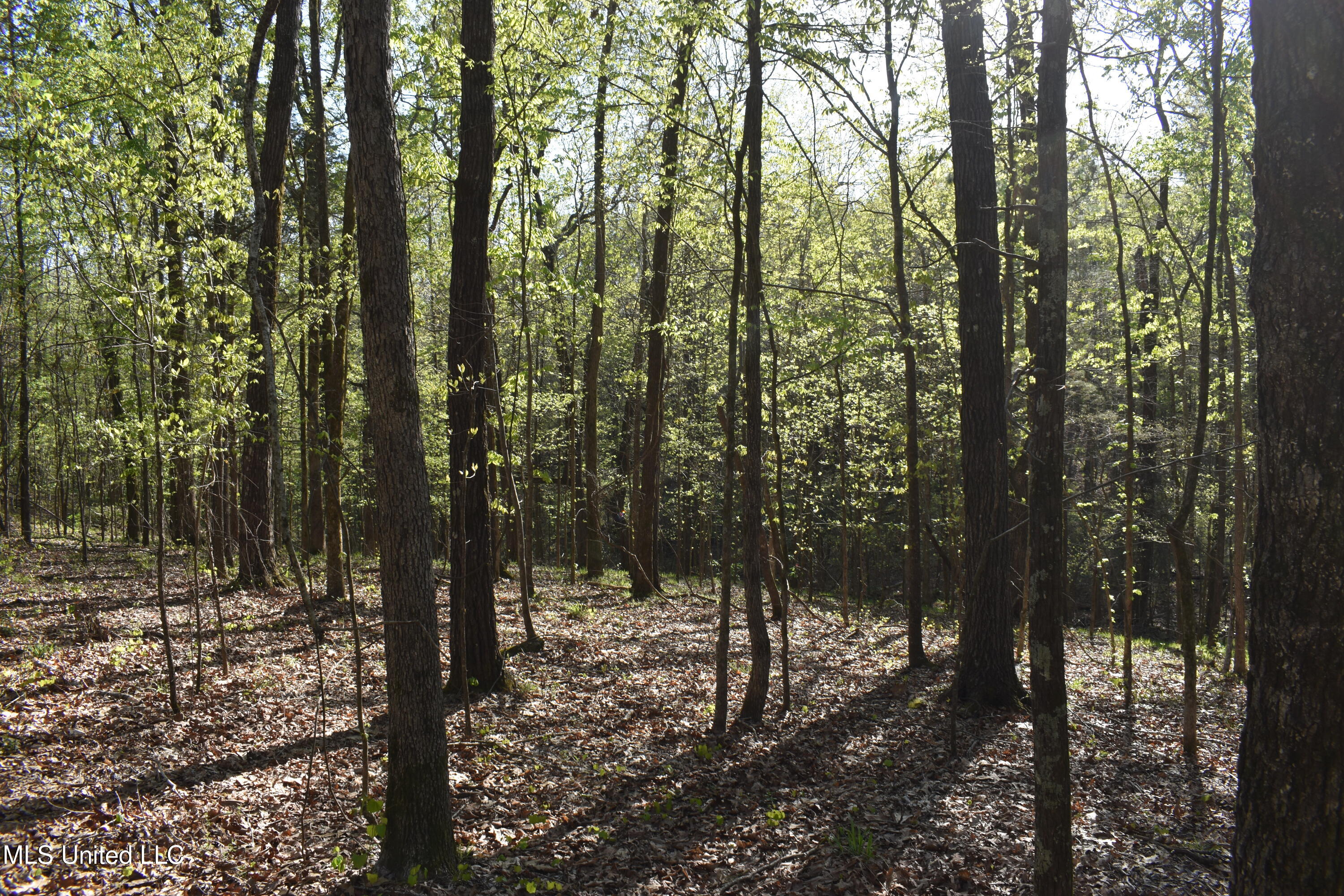 Leonard Lane, Holly Springs, Mississippi image 7
