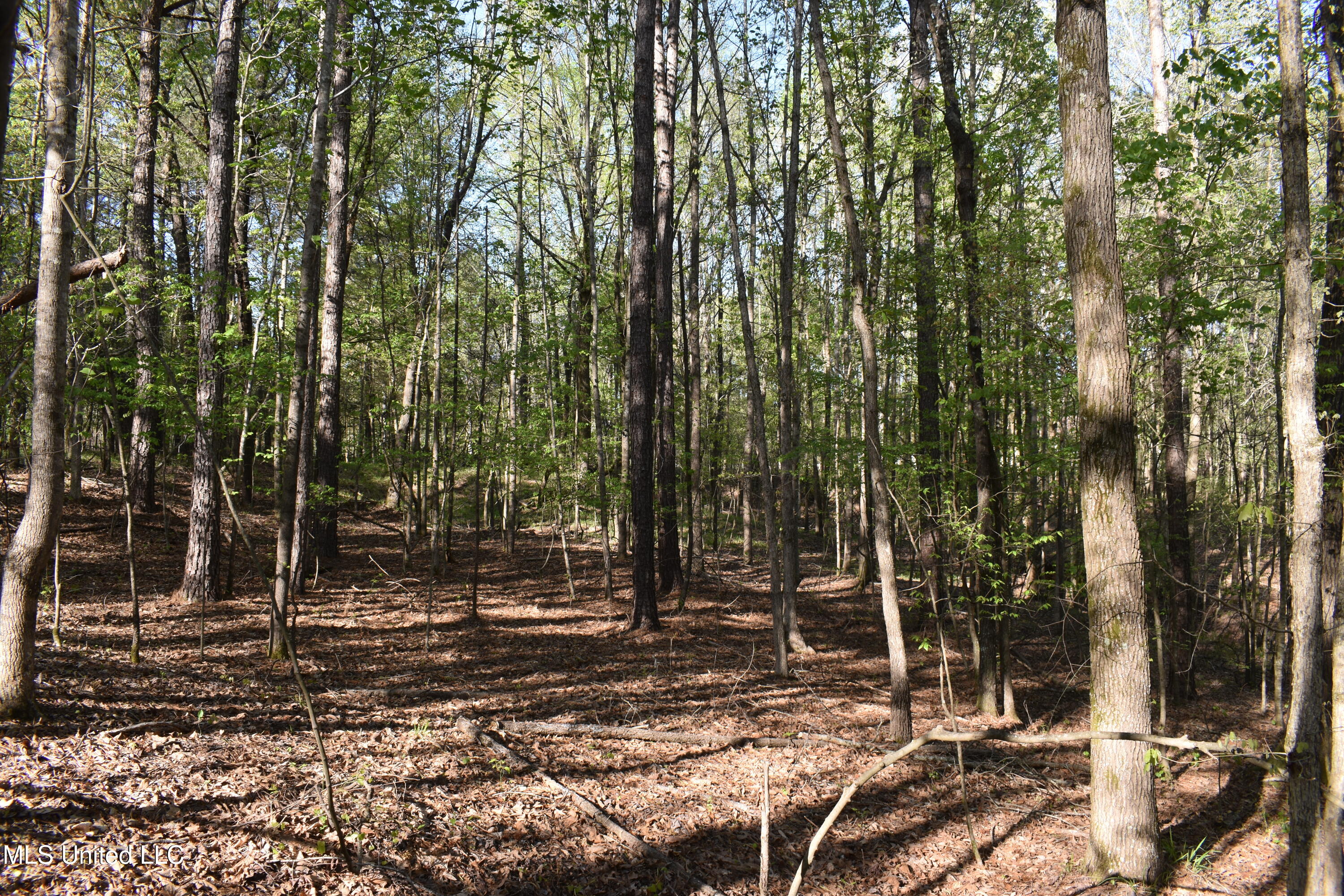 Leonard Lane, Holly Springs, Mississippi image 22