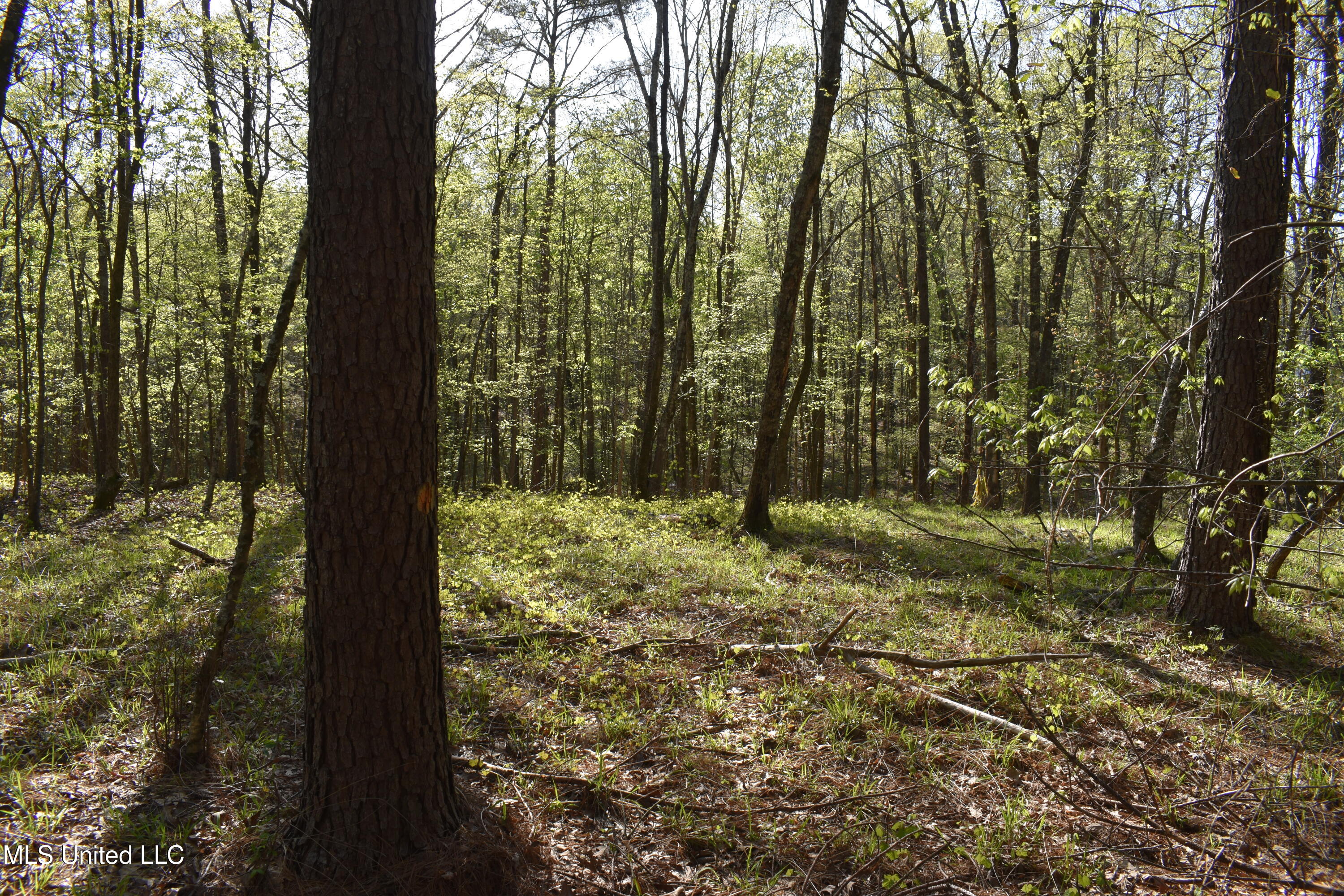 Leonard Lane, Holly Springs, Mississippi image 11