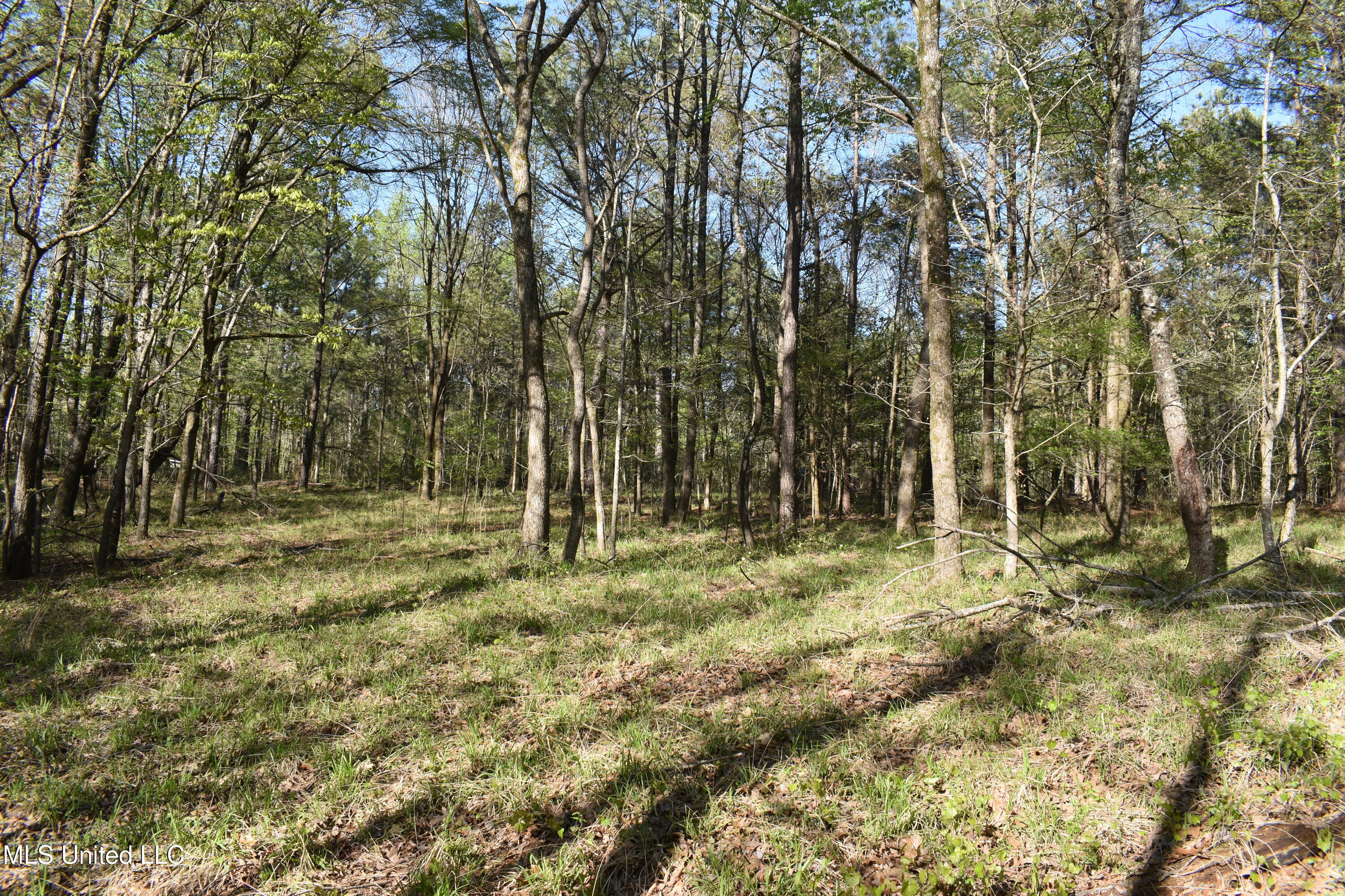 Leonard Lane, Holly Springs, Mississippi image 8