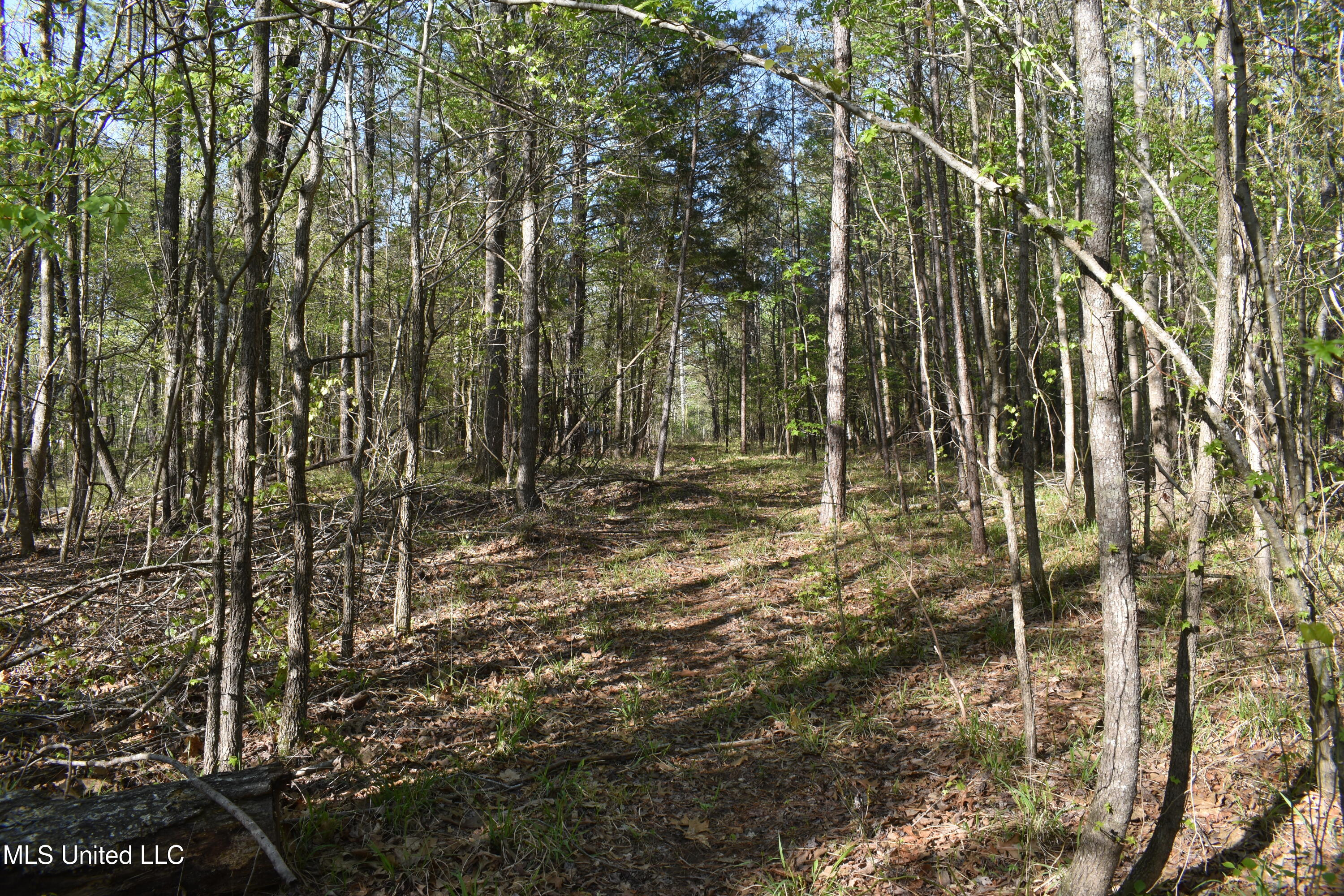 Leonard Lane, Holly Springs, Mississippi image 6