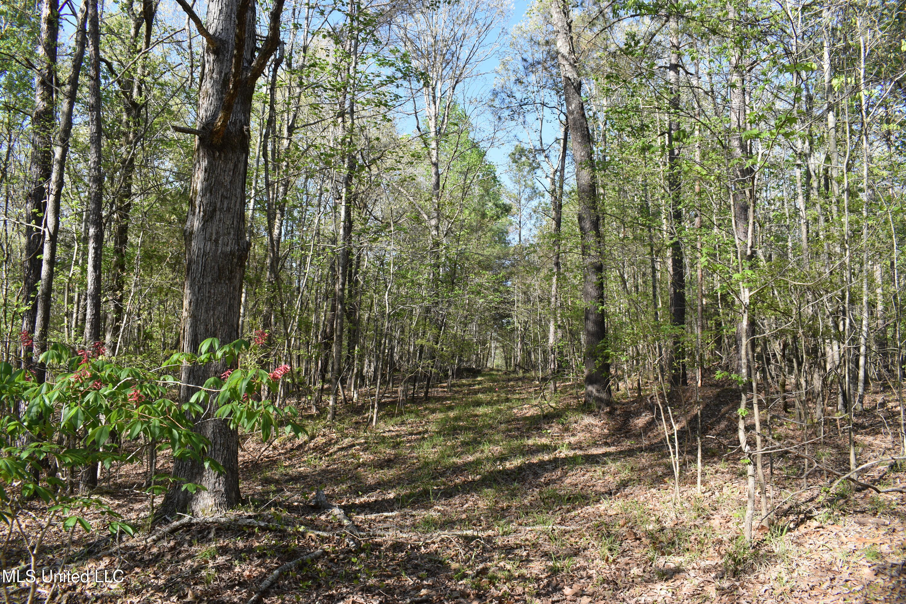 Leonard Lane, Holly Springs, Mississippi image 1