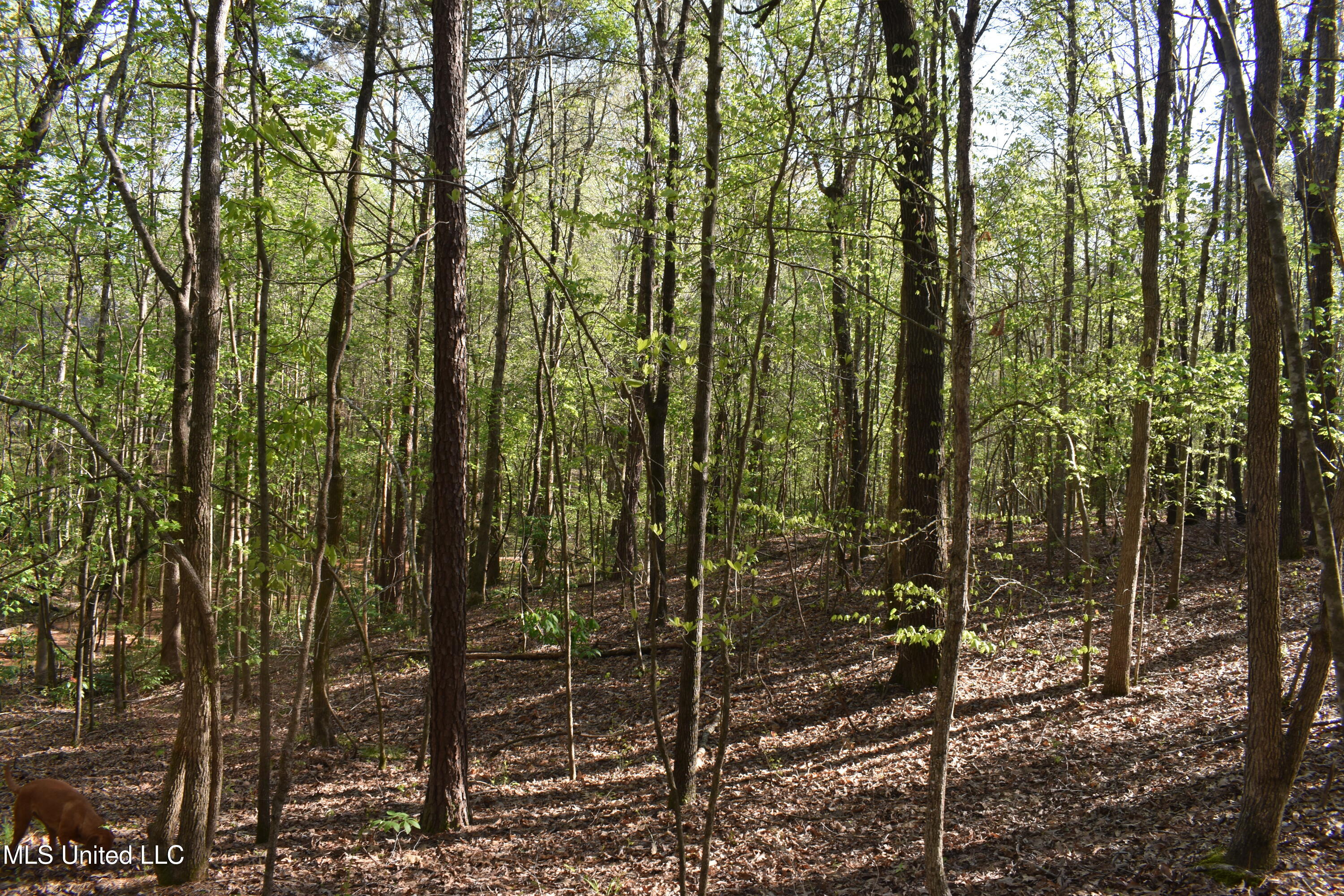 Leonard Lane, Holly Springs, Mississippi image 2