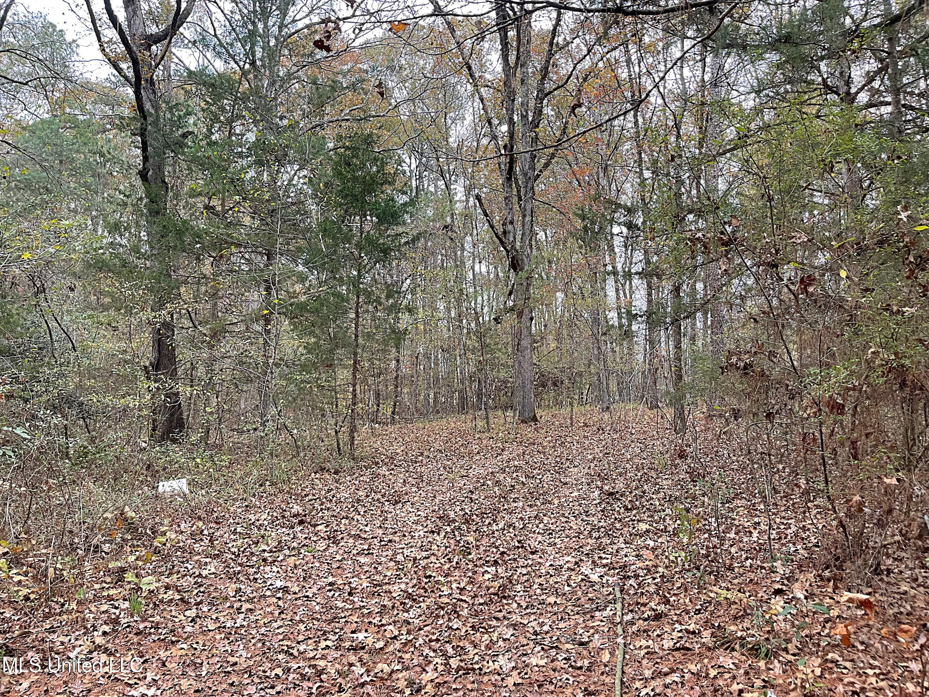 Harkins Road, Carthage, Mississippi image 5