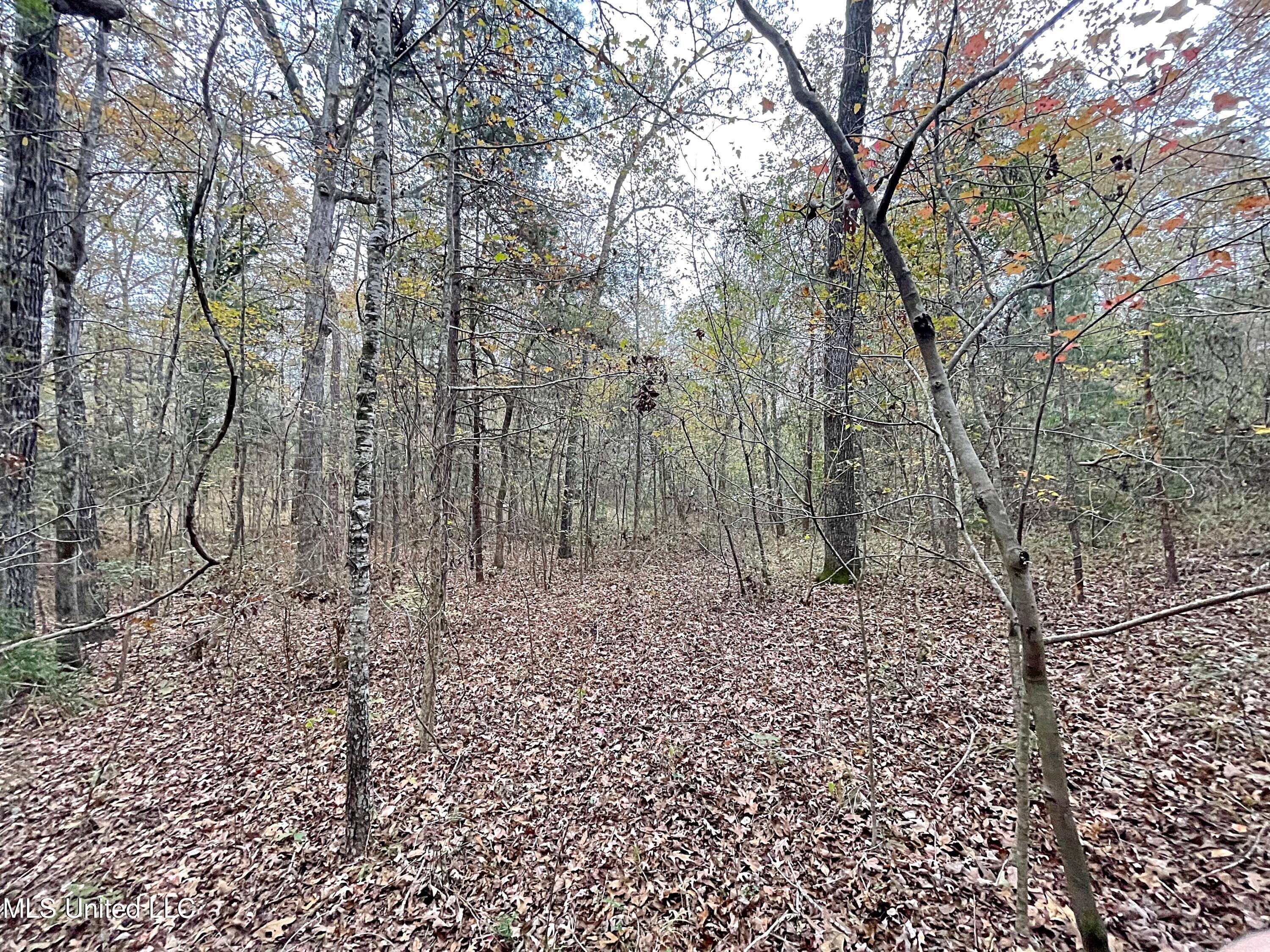 Harkins Road, Carthage, Mississippi image 8