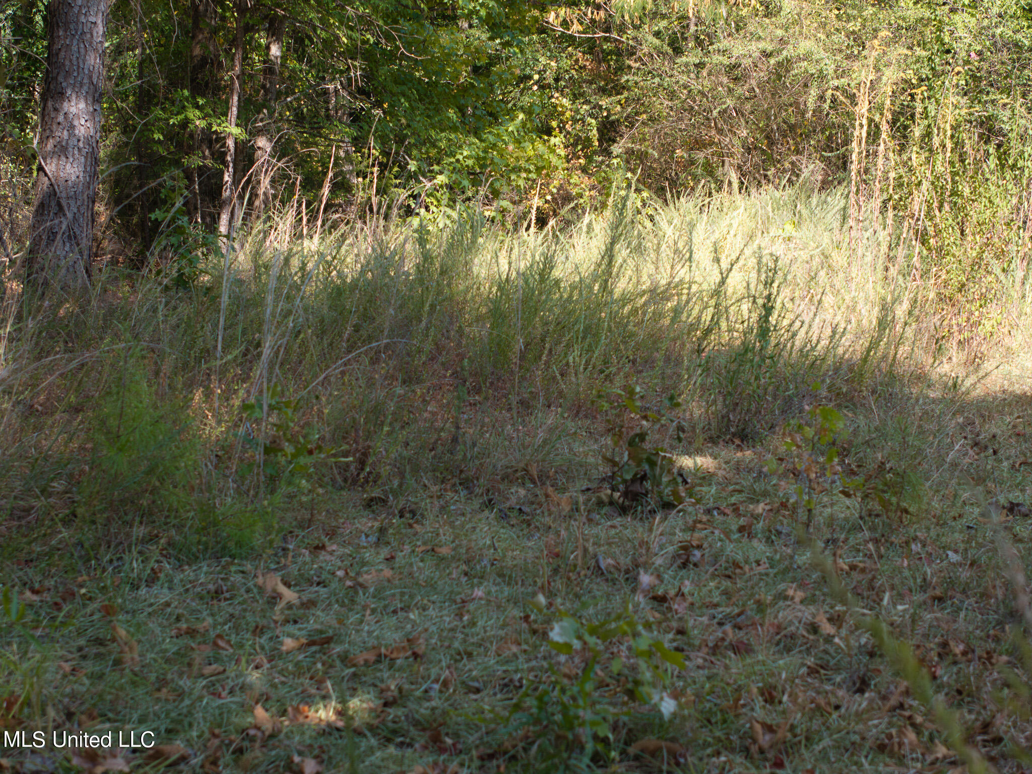 Cr 816, Blue Mountain, Mississippi image 10