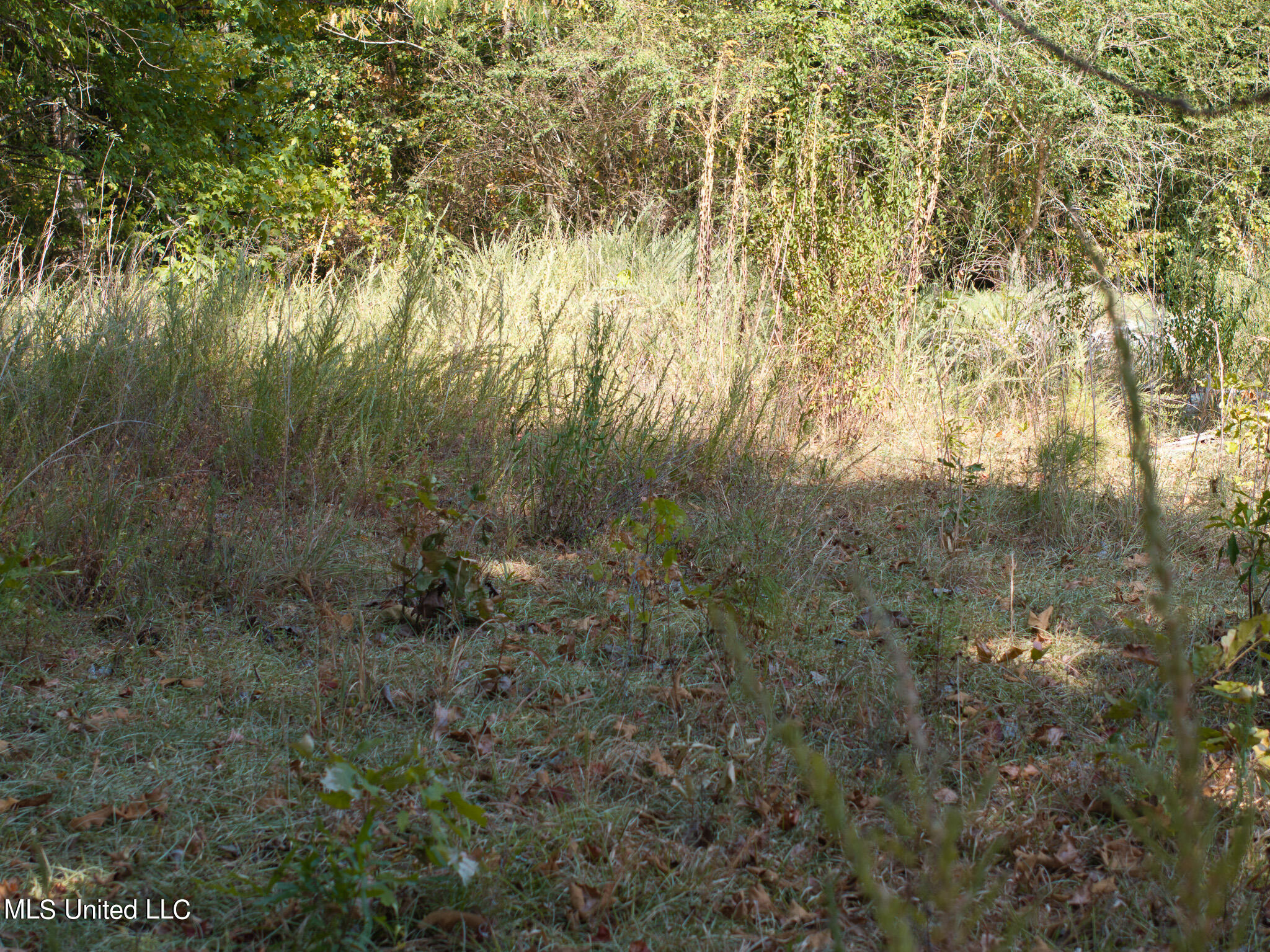 Cr 816, Blue Mountain, Mississippi image 4