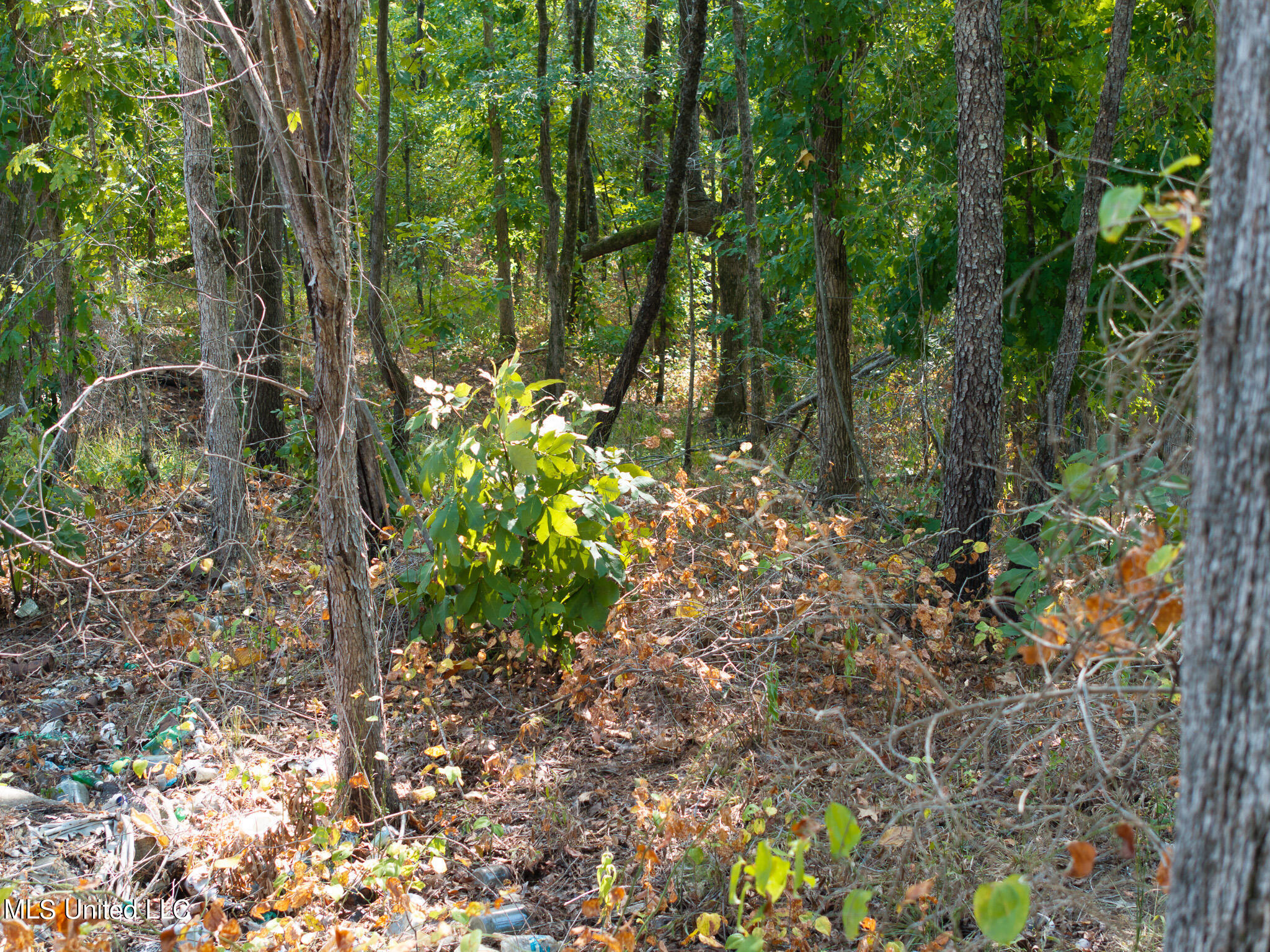 Cr 816, Blue Mountain, Mississippi image 11