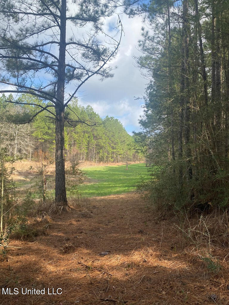 Woodson Lane, Poplarville, Mississippi image 11
