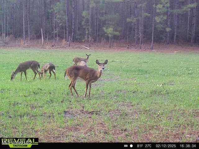 Woodson Lane, Poplarville, Mississippi image 5
