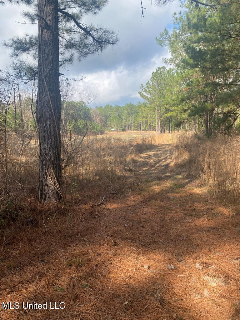 Woodson Lane, Poplarville, Mississippi image 10