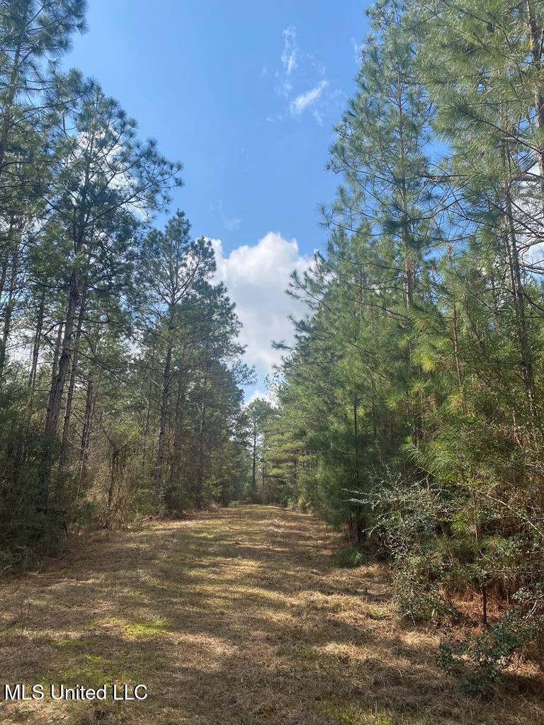 Woodson Lane, Poplarville, Mississippi image 2