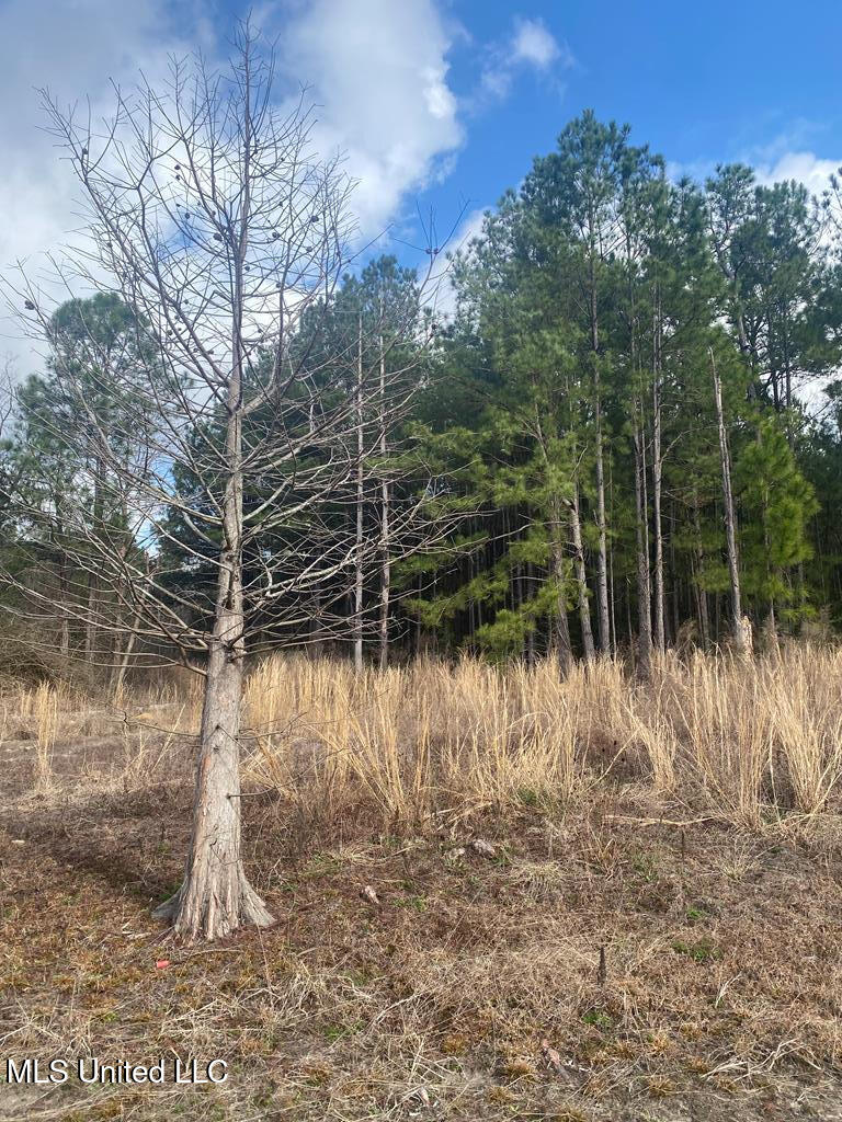 Woodson Lane, Poplarville, Mississippi image 7