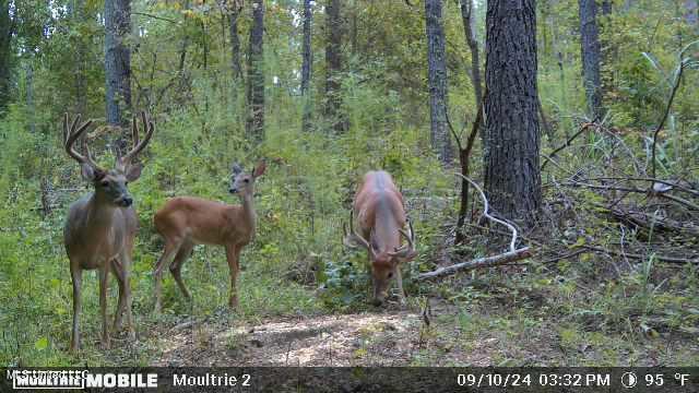 01 Permenter Rd Road, Camden, Mississippi image 37