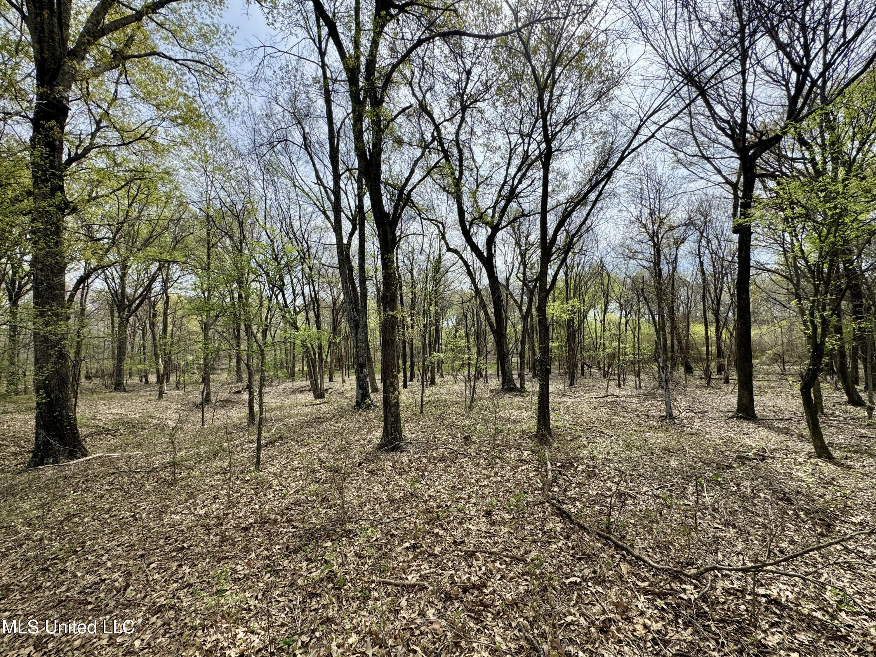 Drew Ruleville Road, Ruleville, Mississippi image 3