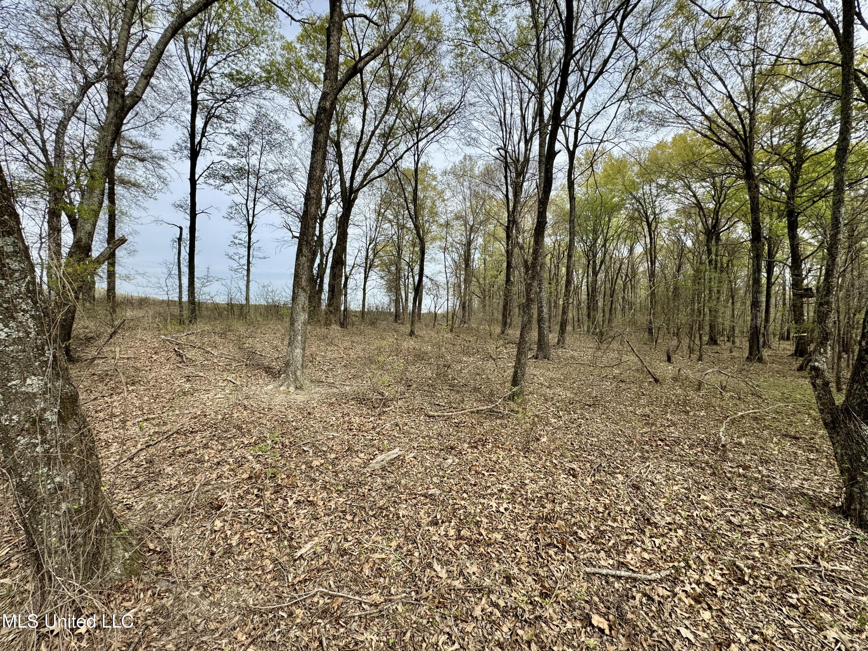 Drew Ruleville Road, Ruleville, Mississippi image 5