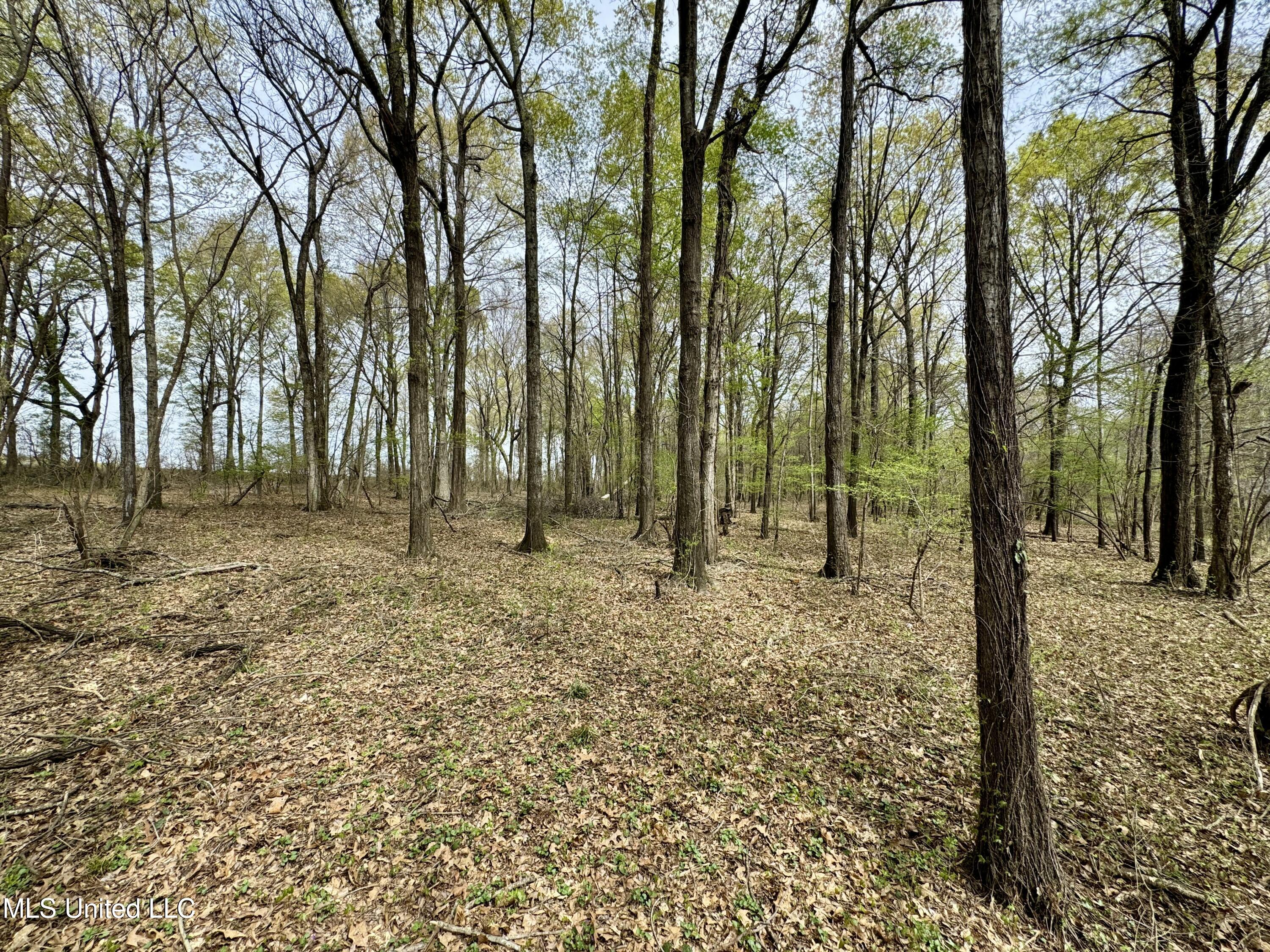 Drew Ruleville Road, Ruleville, Mississippi image 10