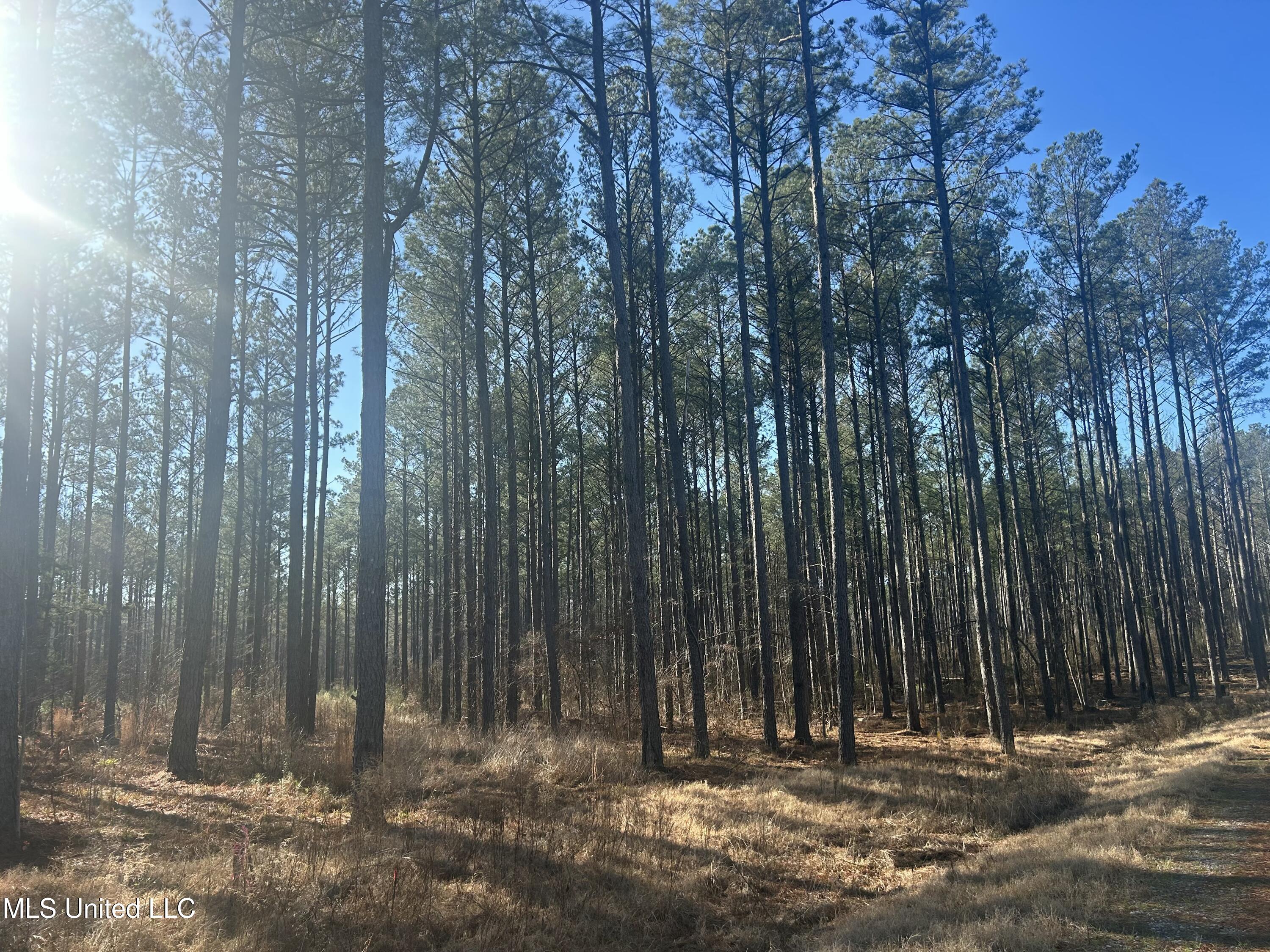 Springwood Trail, Flora, Mississippi image 3