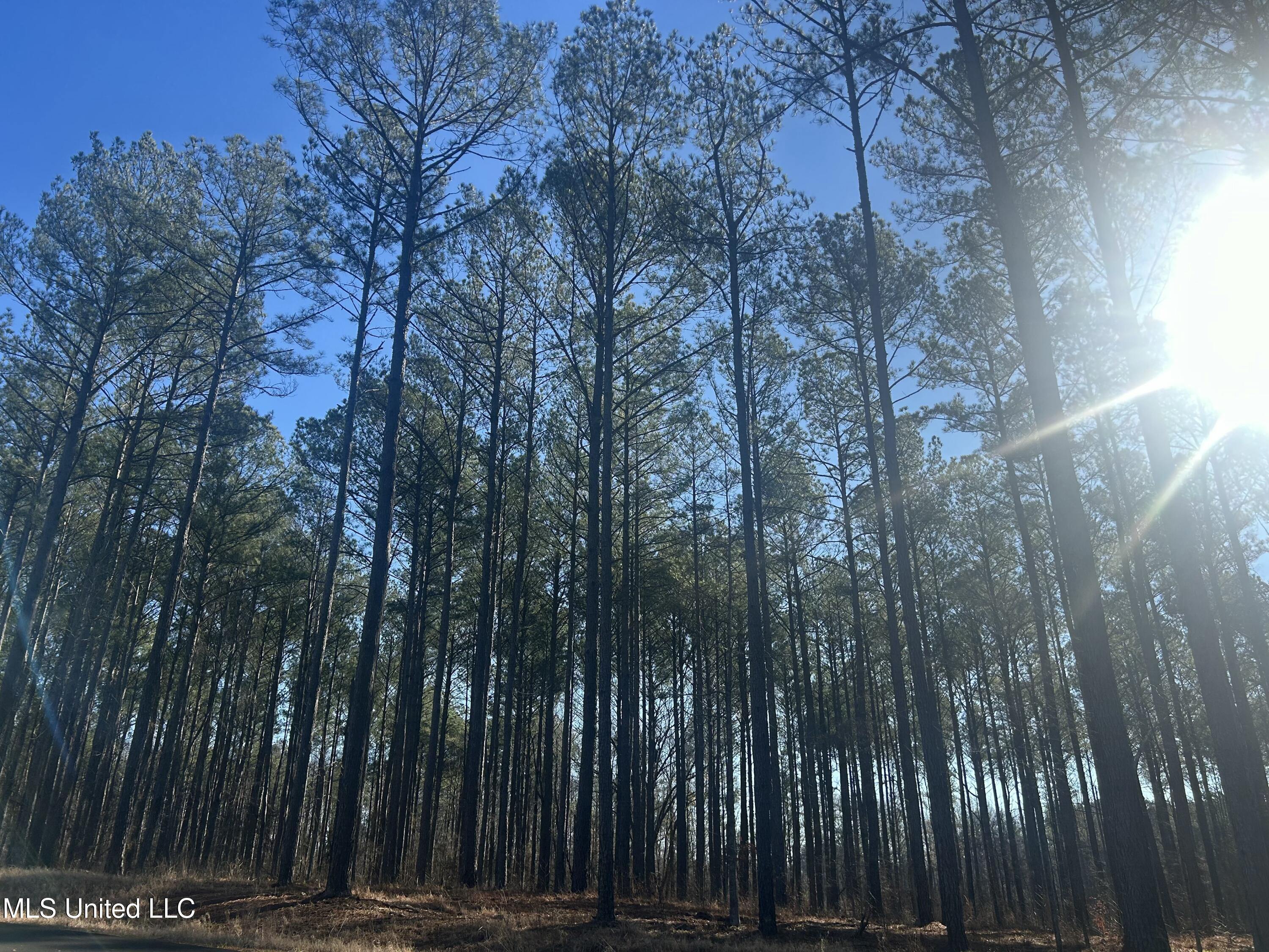 Springwood Trail, Flora, Mississippi image 2