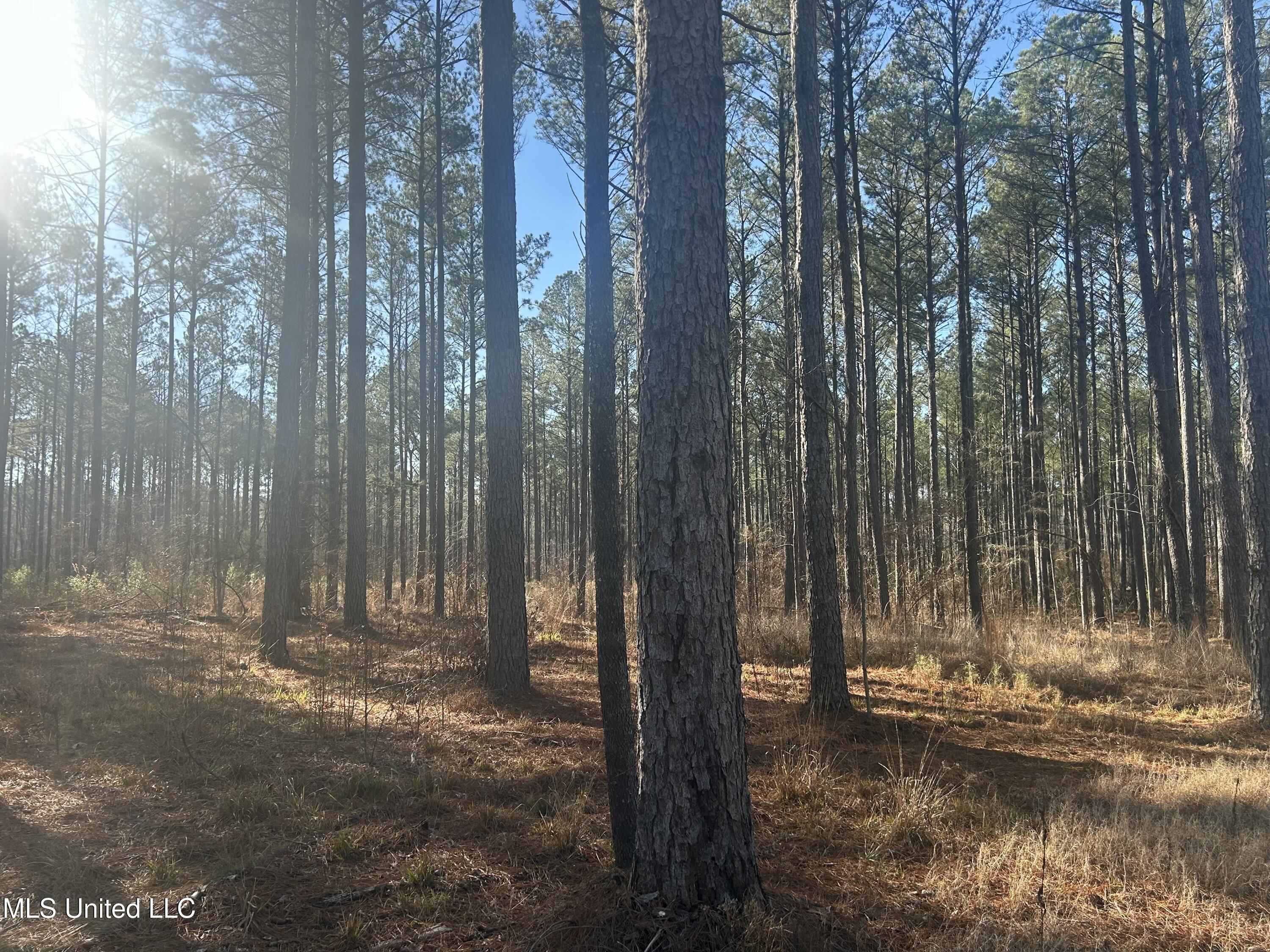 Springwood Trail, Flora, Mississippi image 5