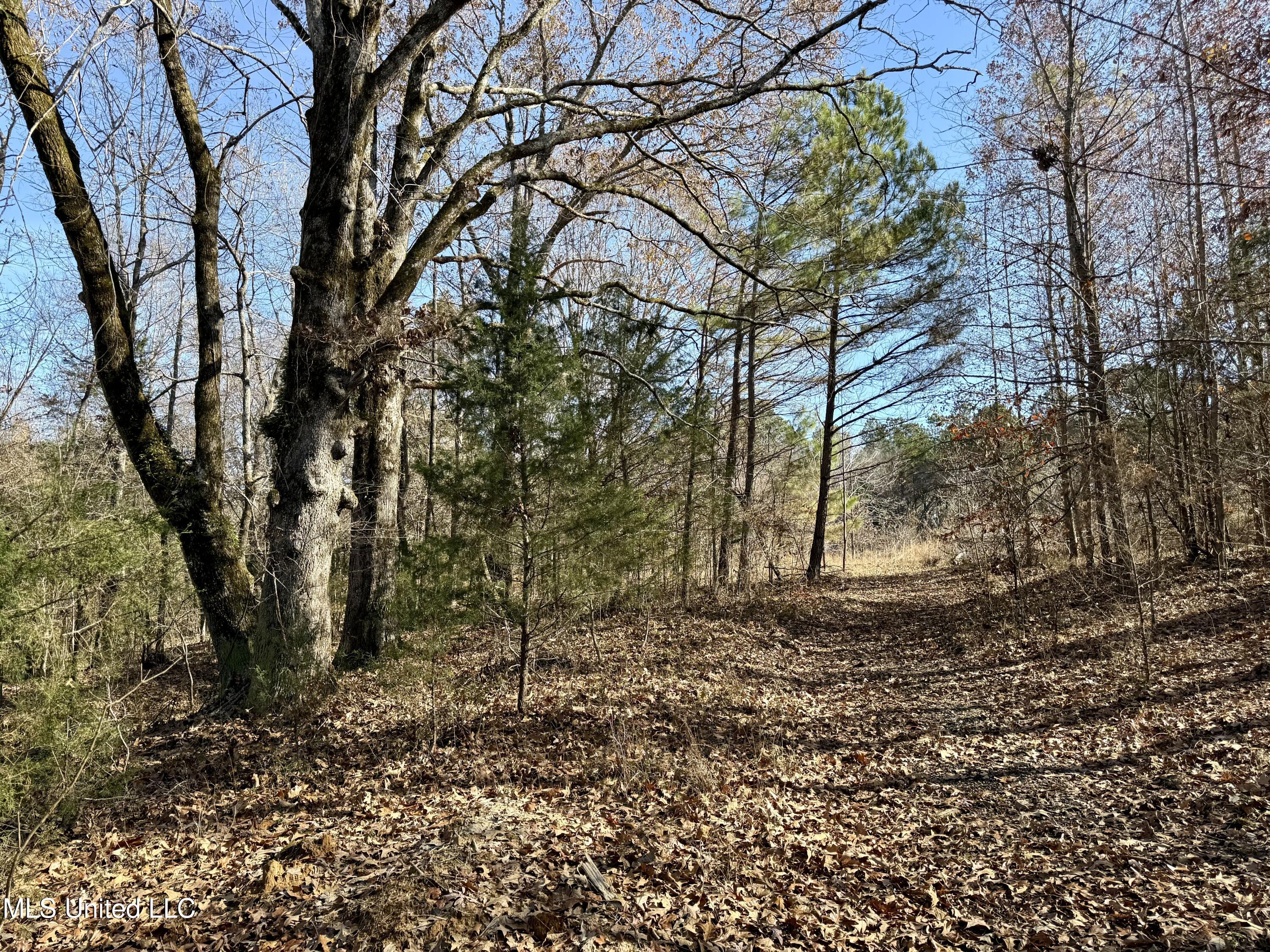 Kelly Ln, Red Banks, Mississippi image 9