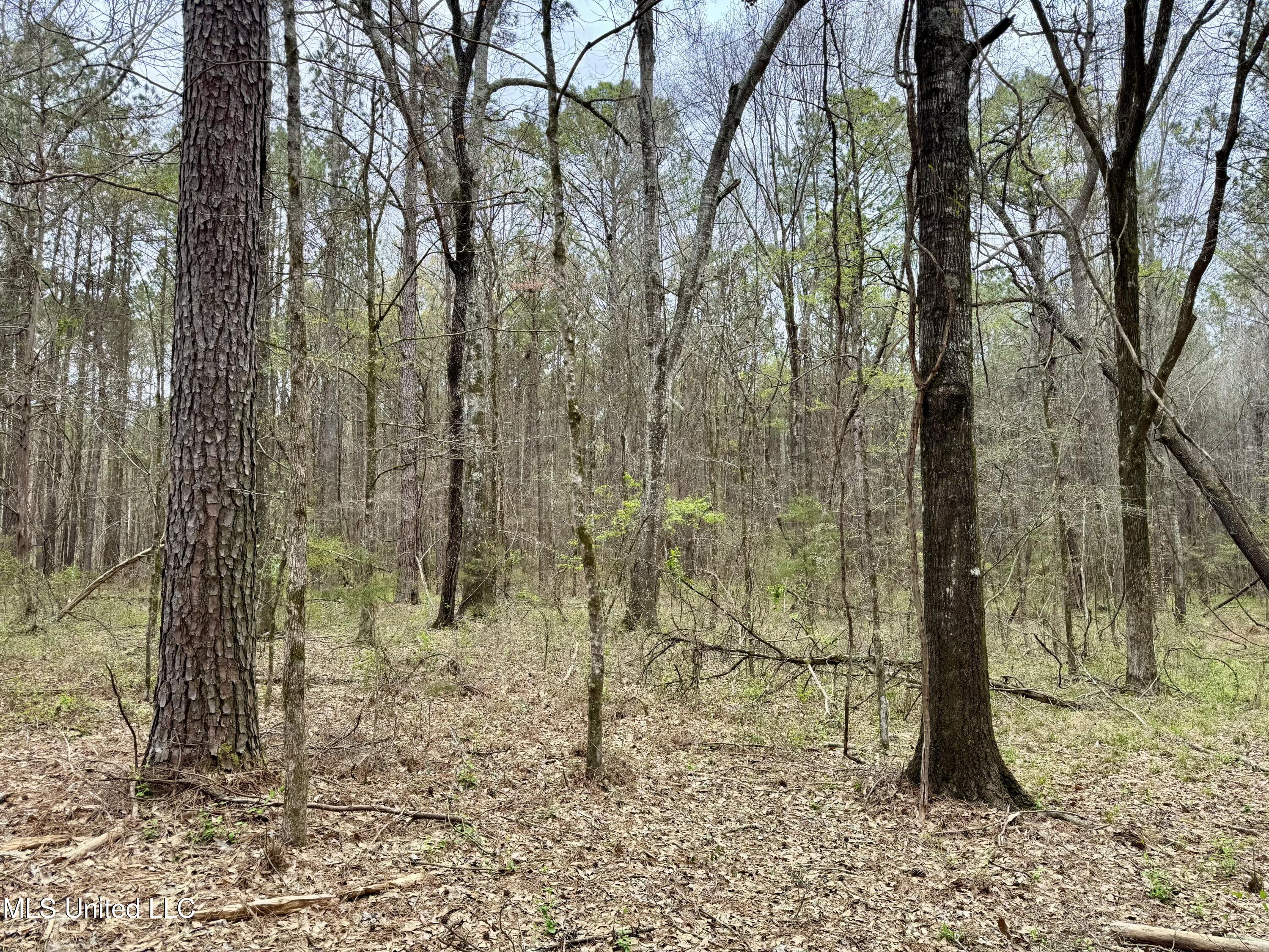 Robinson Rd, Canton, Mississippi image 7