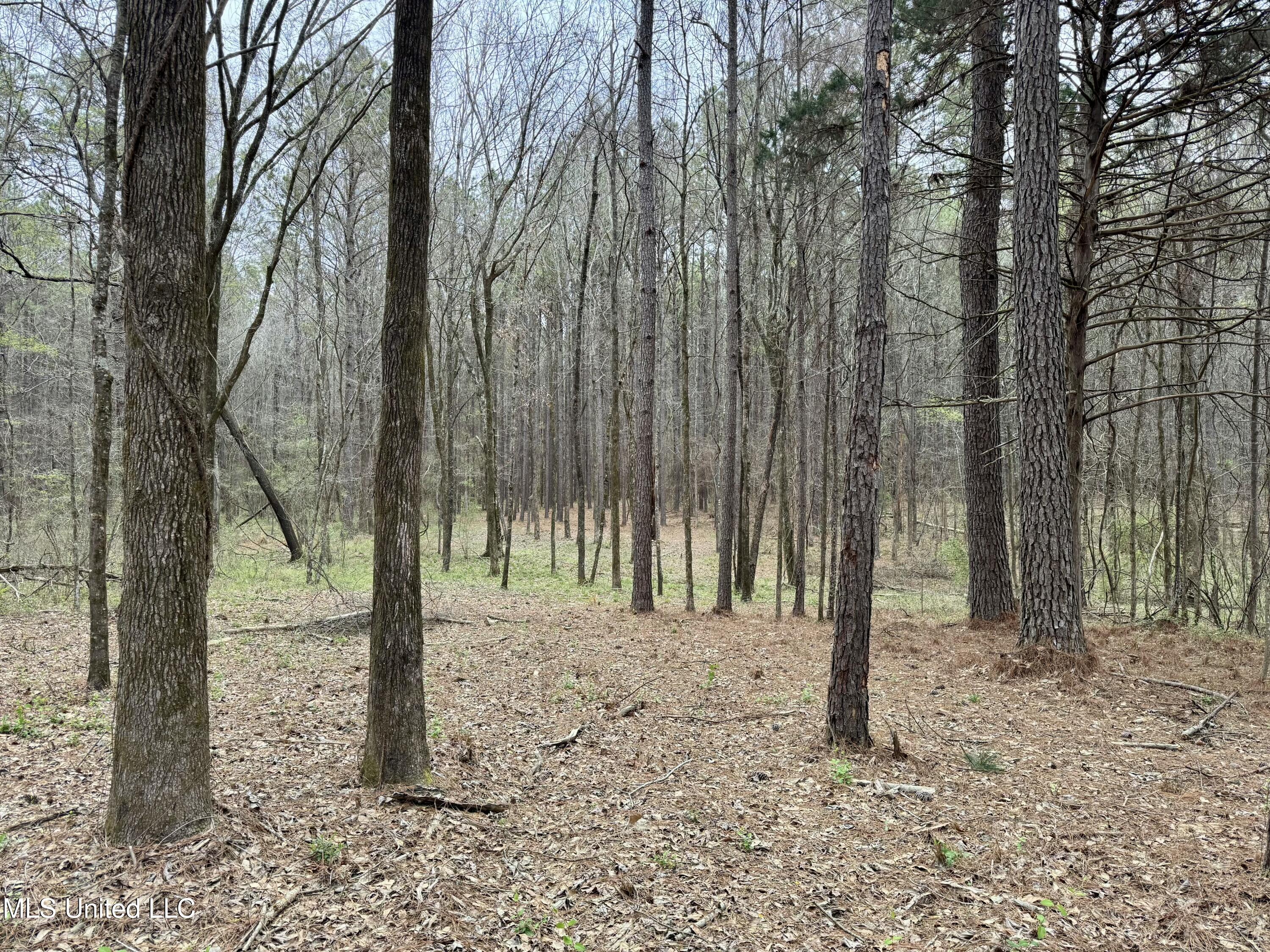 Robinson Rd, Canton, Mississippi image 8