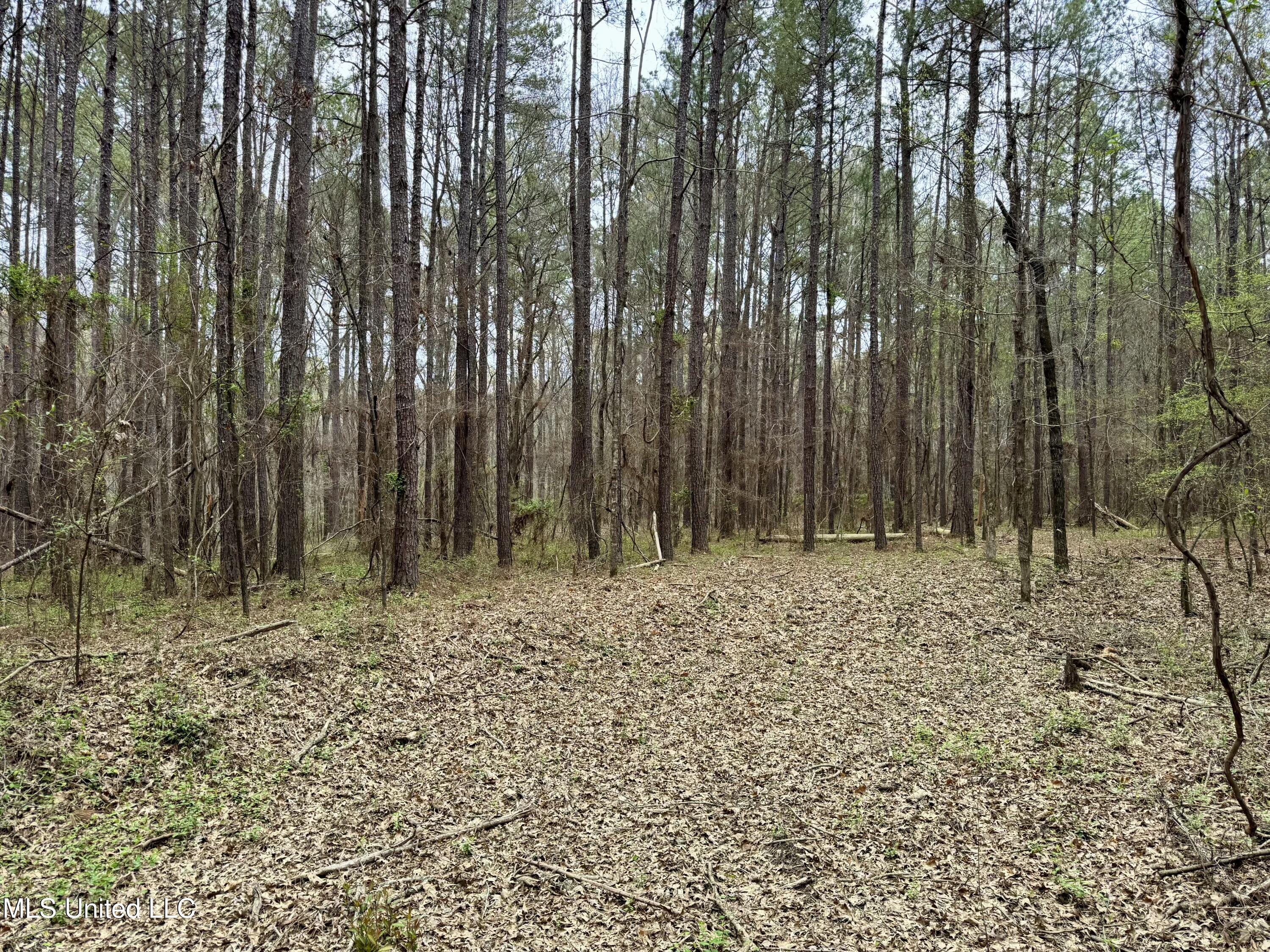 Robinson Rd, Canton, Mississippi image 3